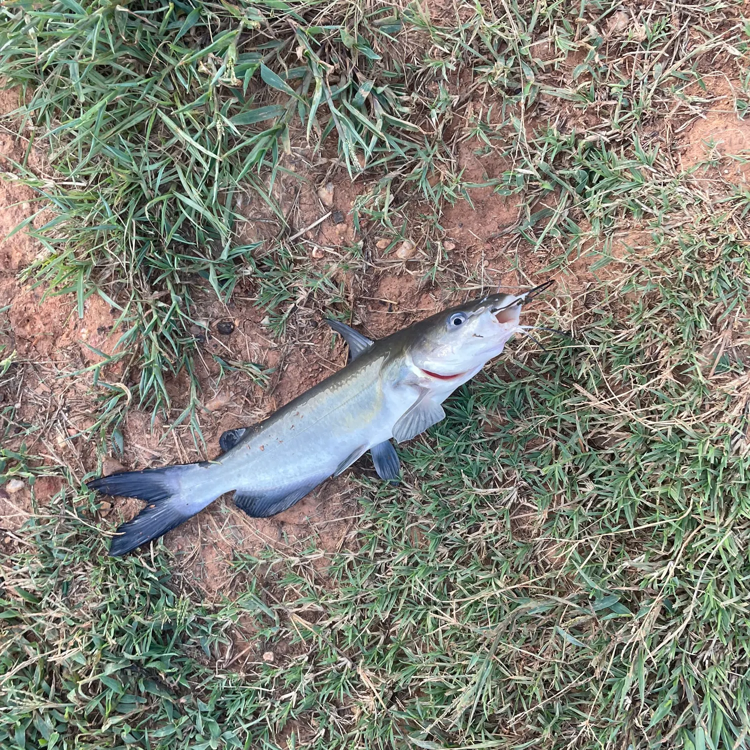 Channel catfish caught on Fishbrain