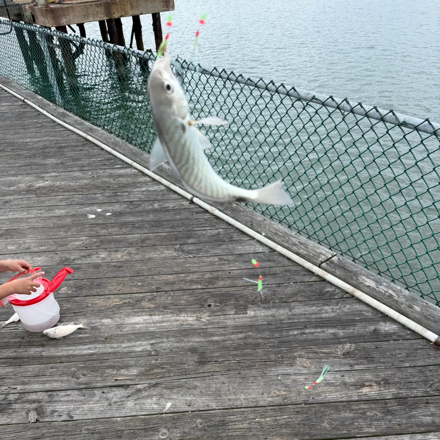 Spot croaker caught on Fishbrain