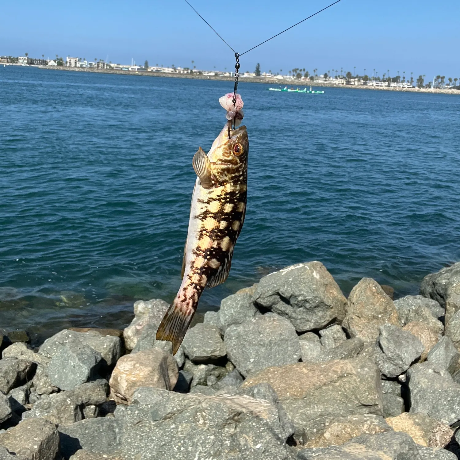 Kelp bass caught on Fishbrain