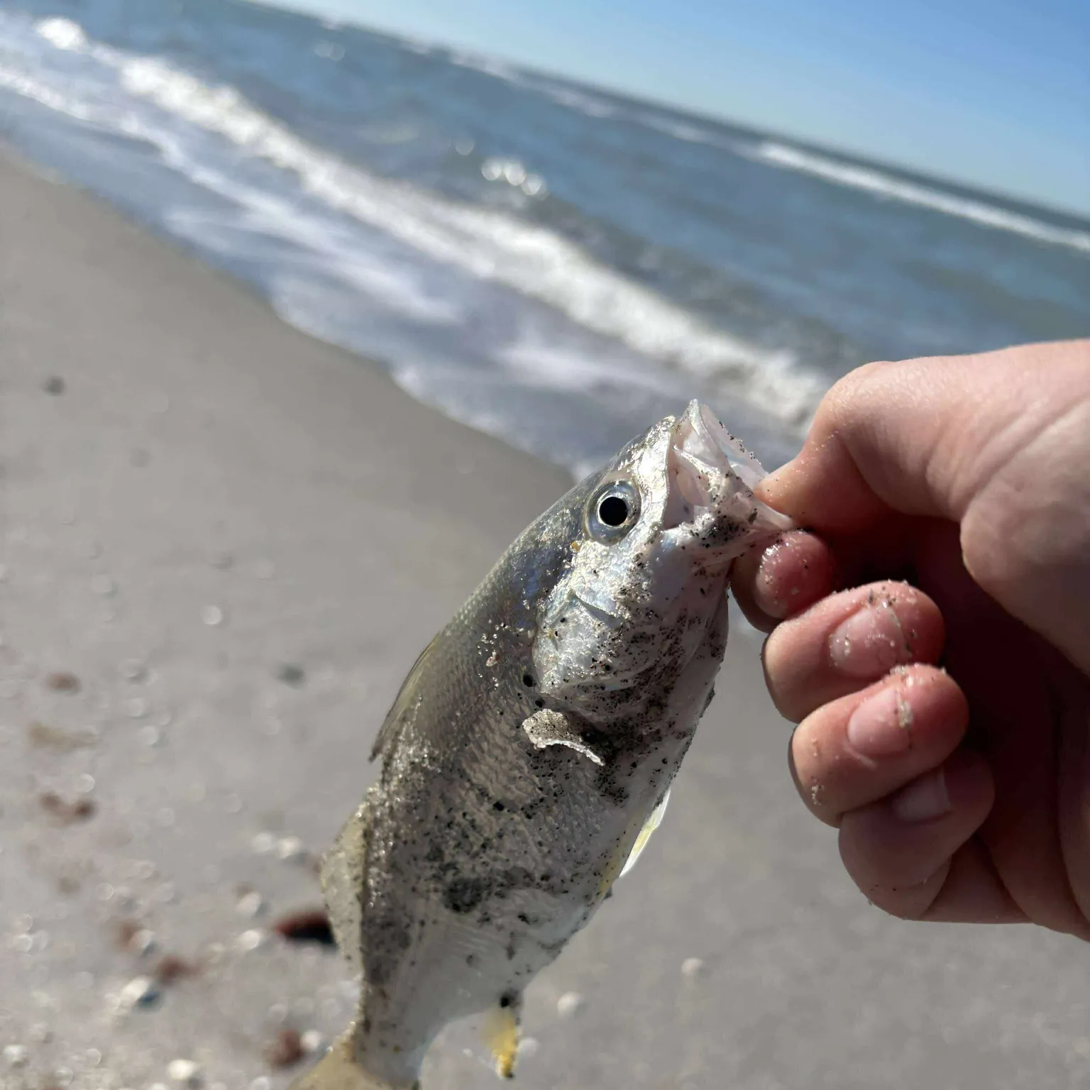 The most recent Silver perch catches on Fishbrain