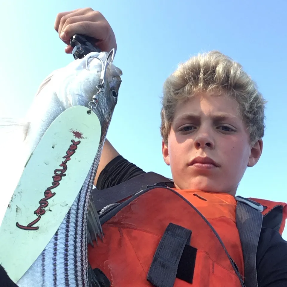 Striped bass caught on Fishbrain