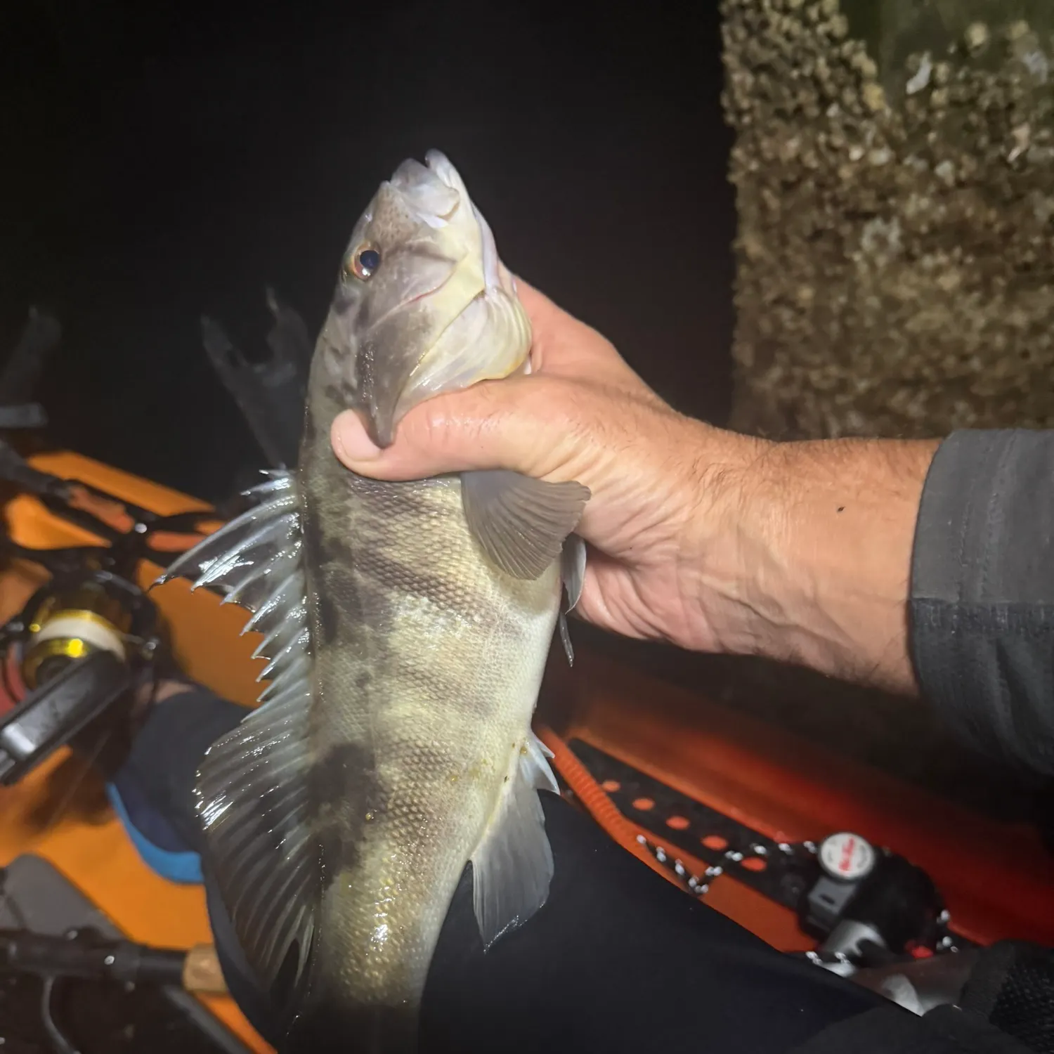 Barred sand bass caught on Fishbrain