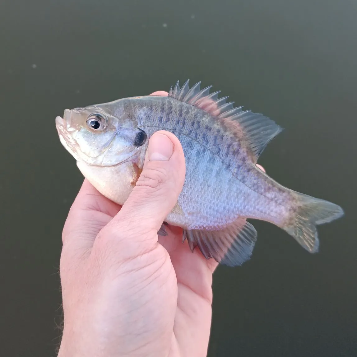 The most recent Bluegill catches on Fishbrain