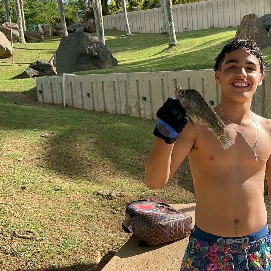 The most recent Wami tilapia catches on Fishbrain