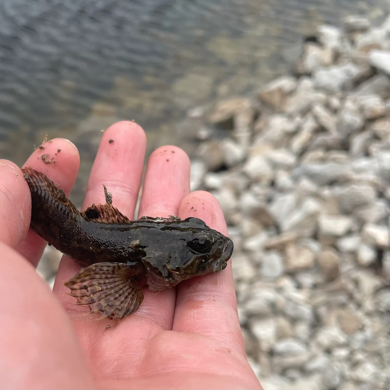 The most recent Prickly sculpin catches on Fishbrain