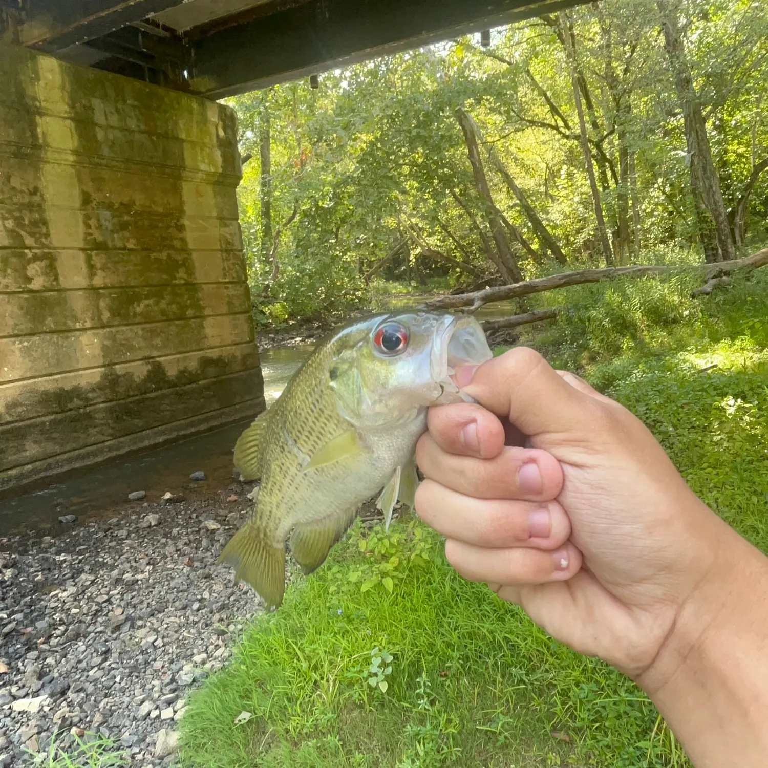 Rock bass caught on Fishbrain