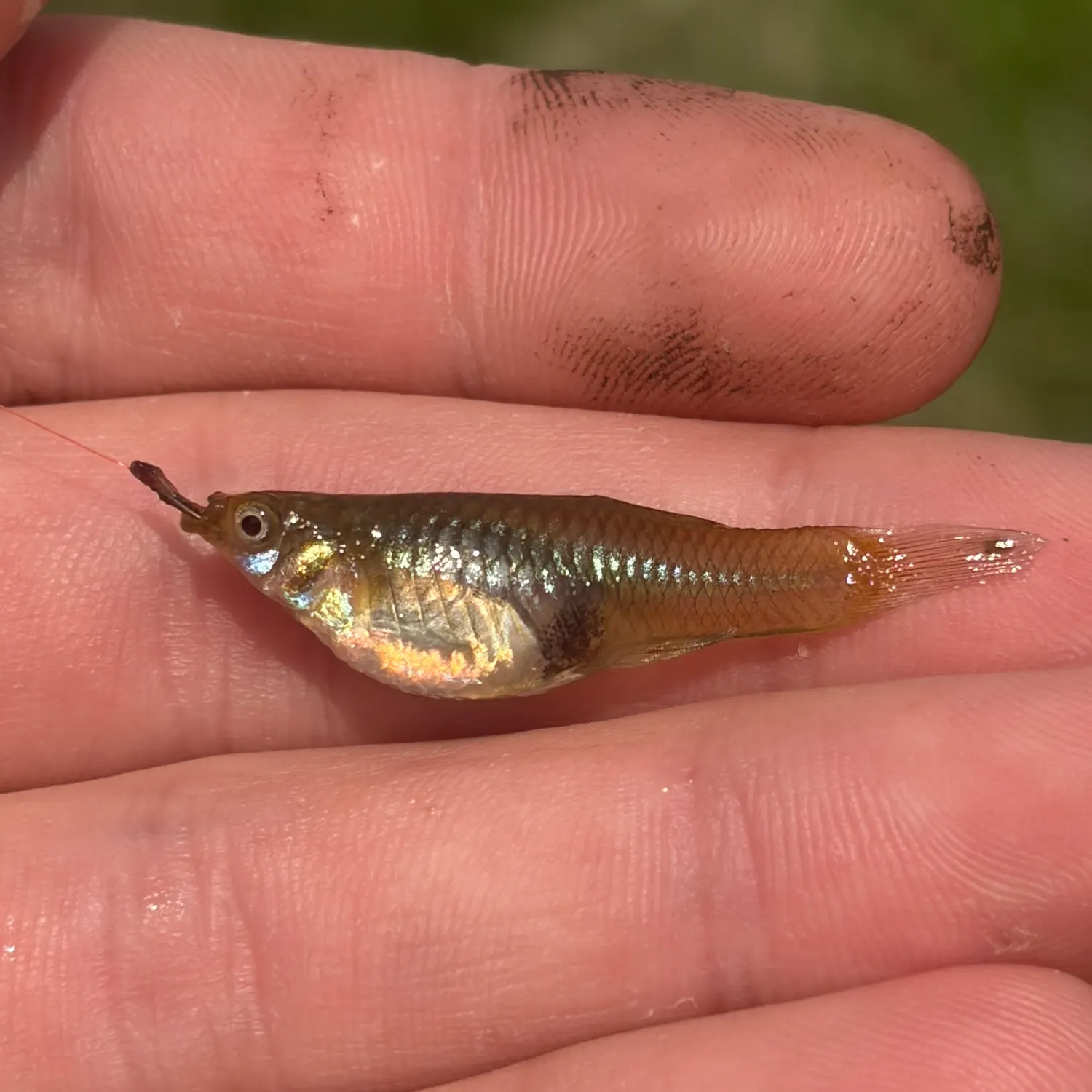 The most recent Guppy catches on Fishbrain