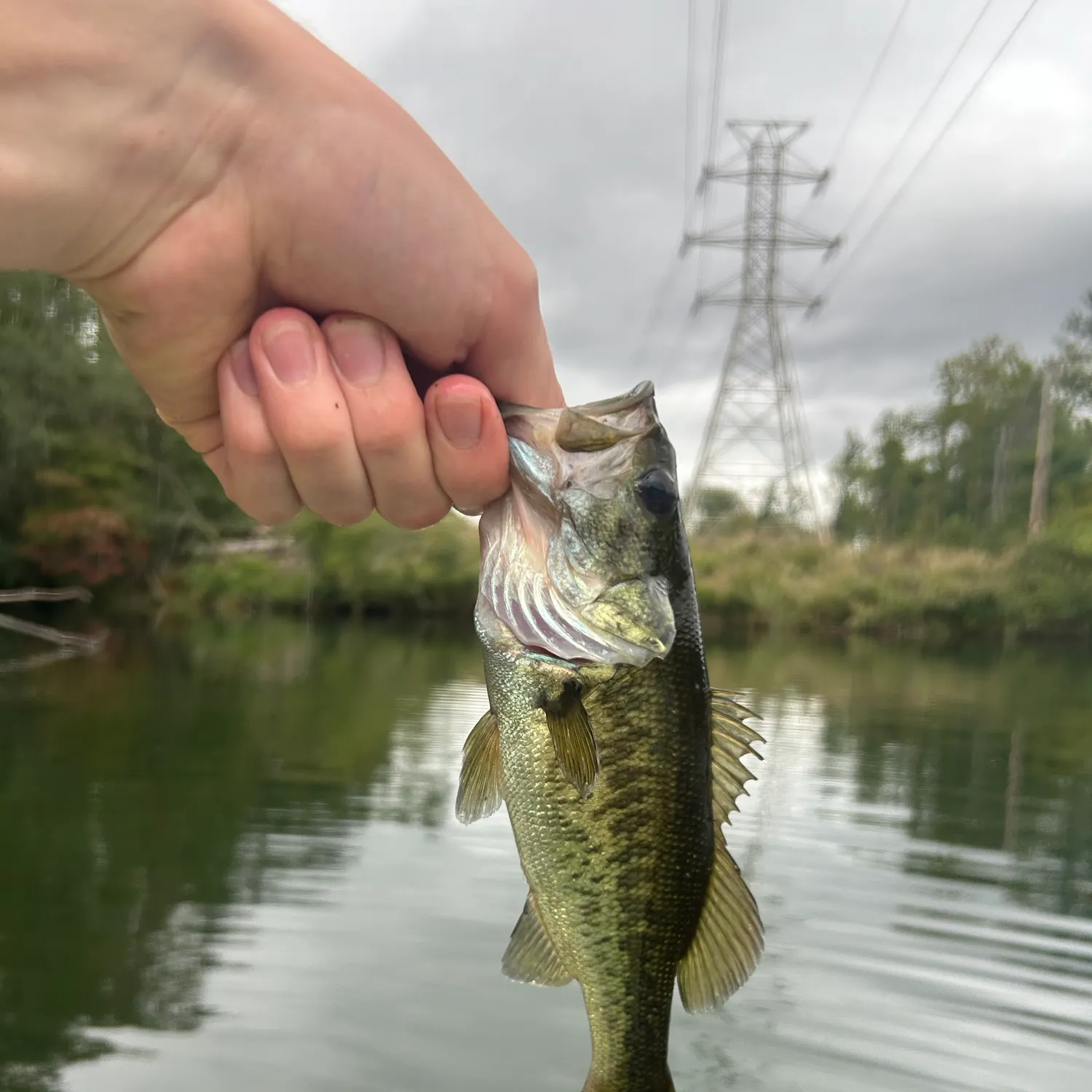 Largemouth bass caught on Fishbrain