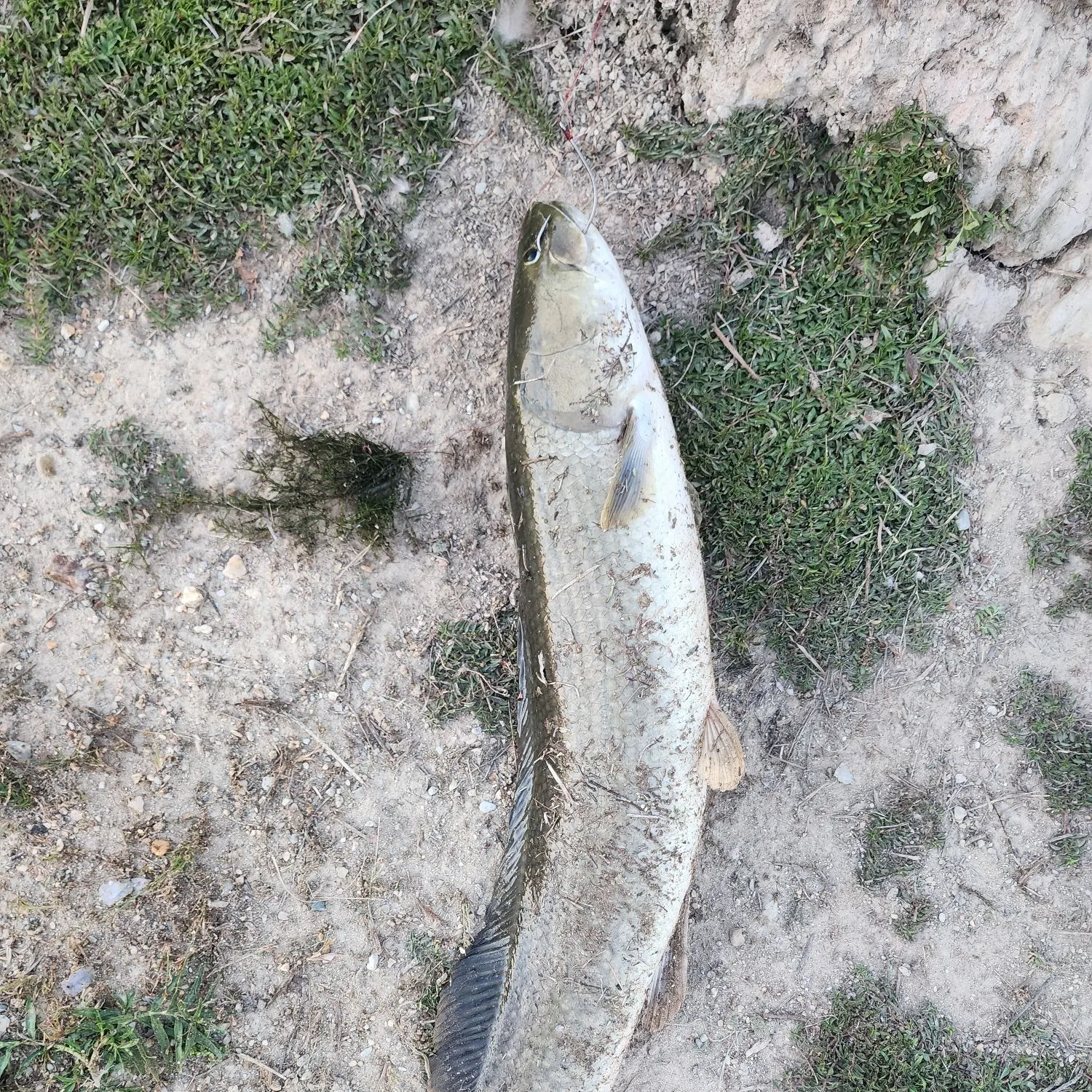 Eyetail bowfin caught on Fishbrain