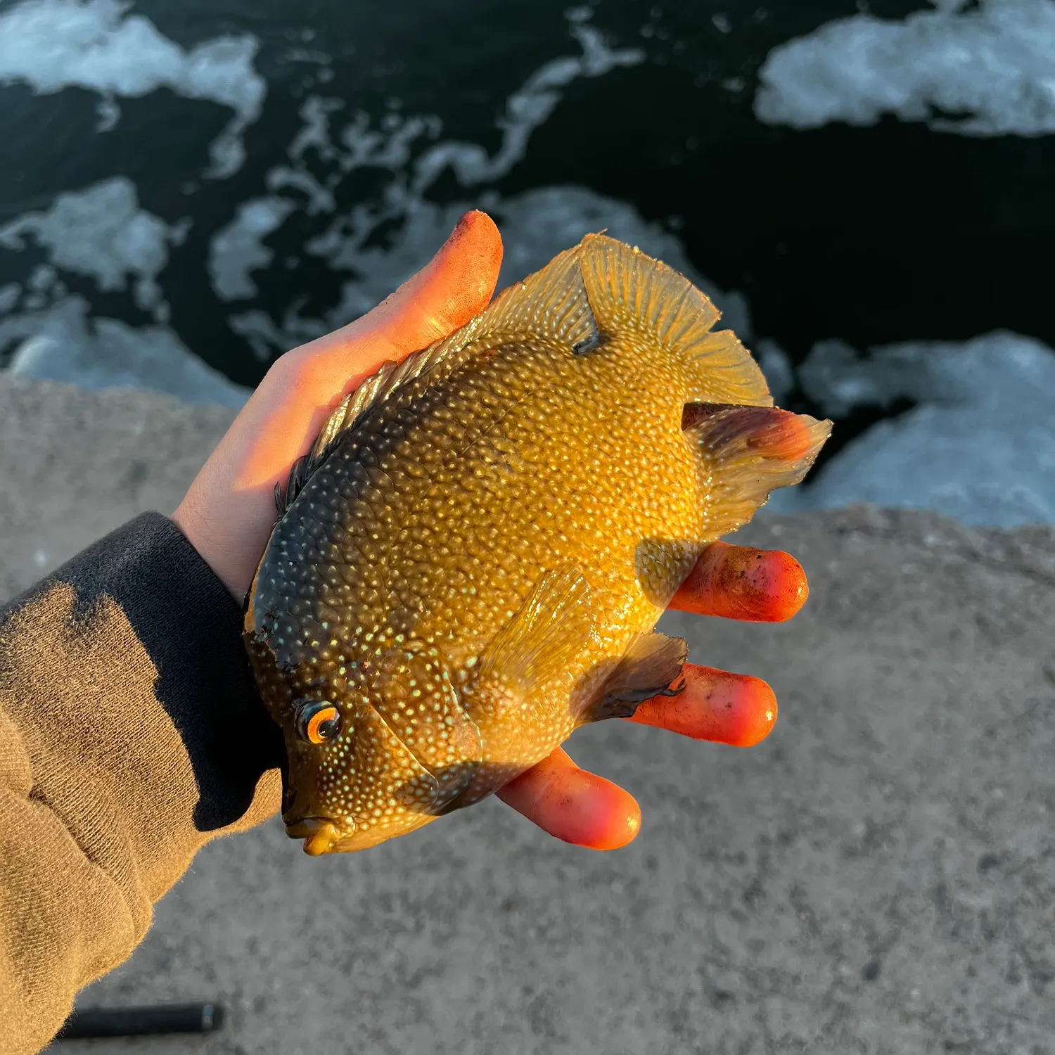 The most popular recent Rio Grande cichlid catch on Fishbrain