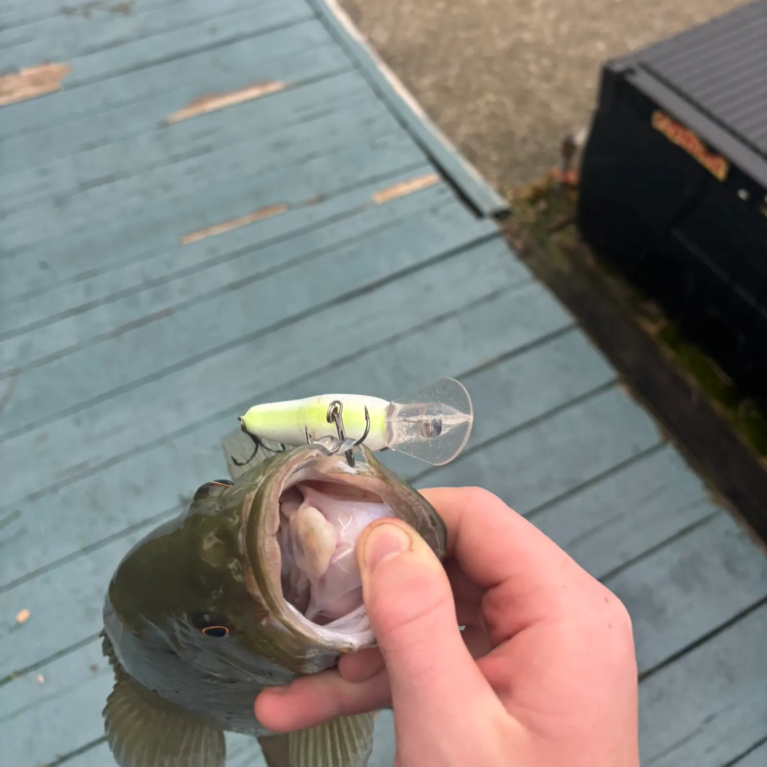 Smallmouth bass caught on Fishbrain