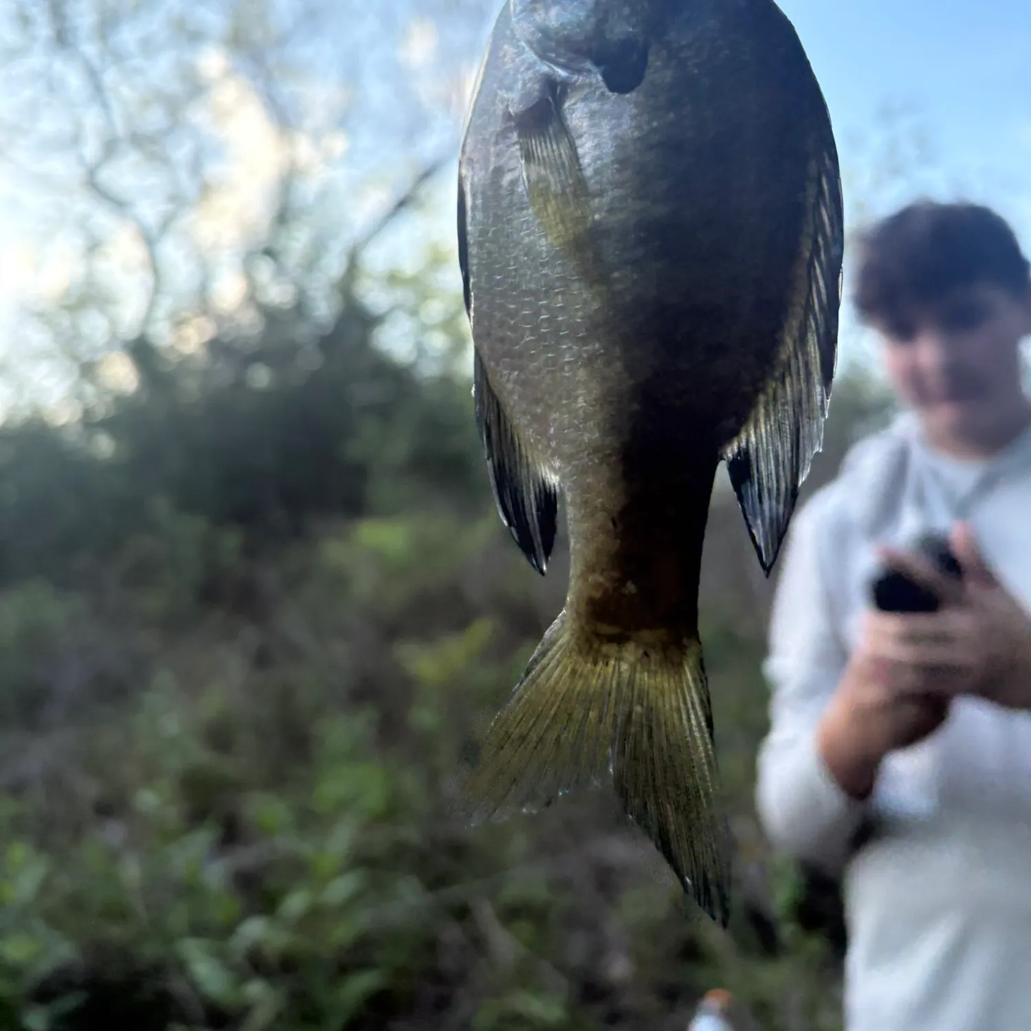 Bluegill caught on Fishbrain