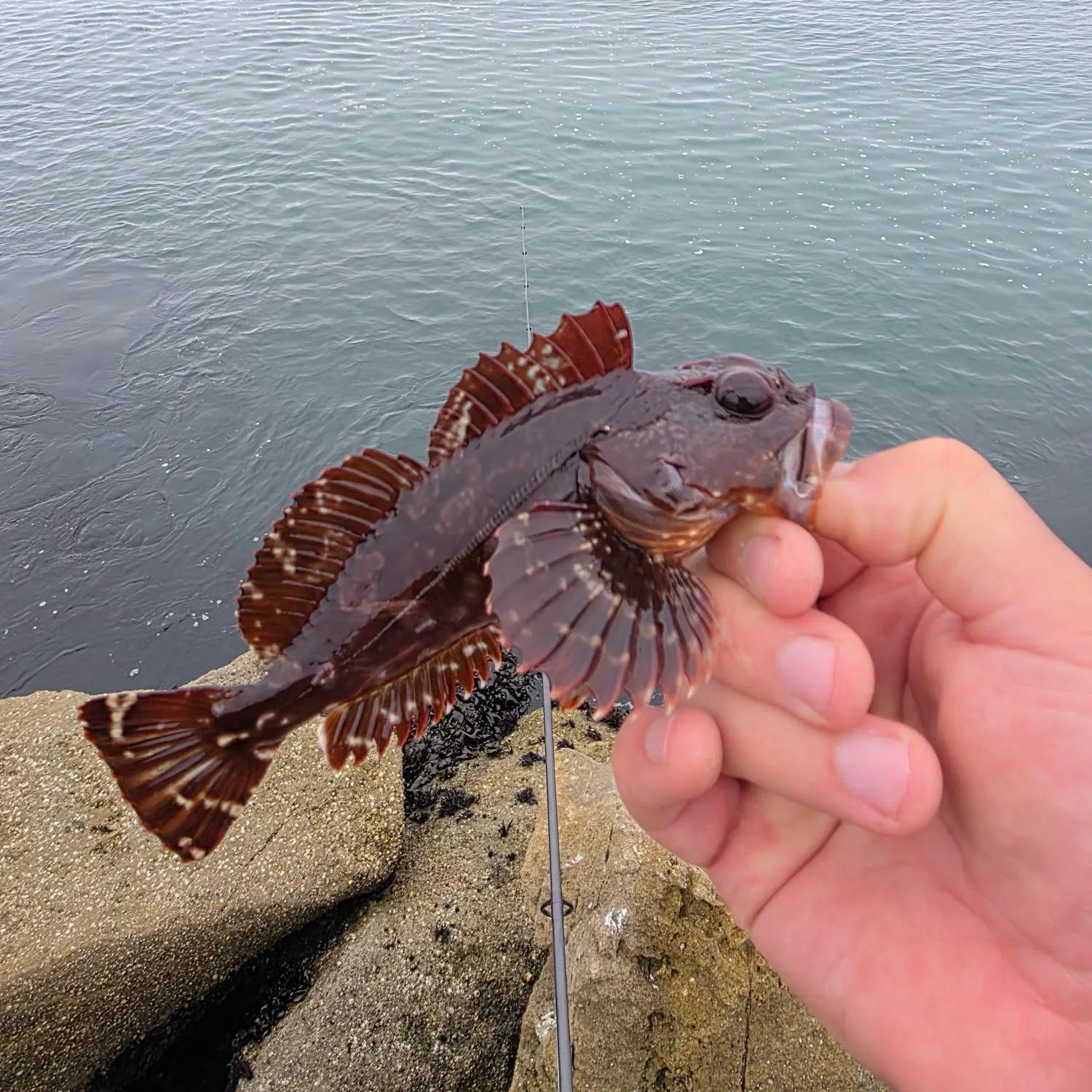 The most recent Indo-Pacific sailfish catches on Fishbrain
