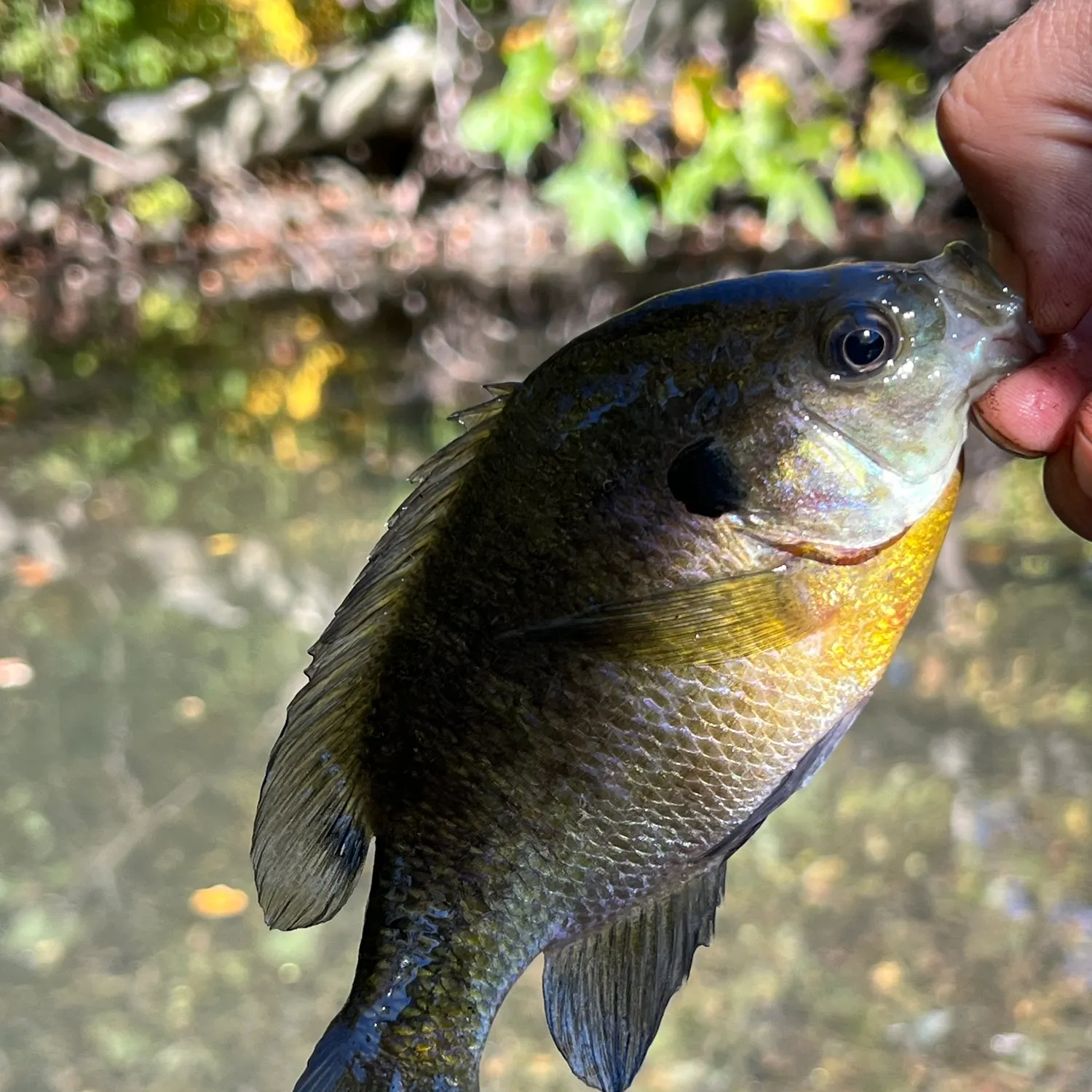 Bluegill caught on Fishbrain