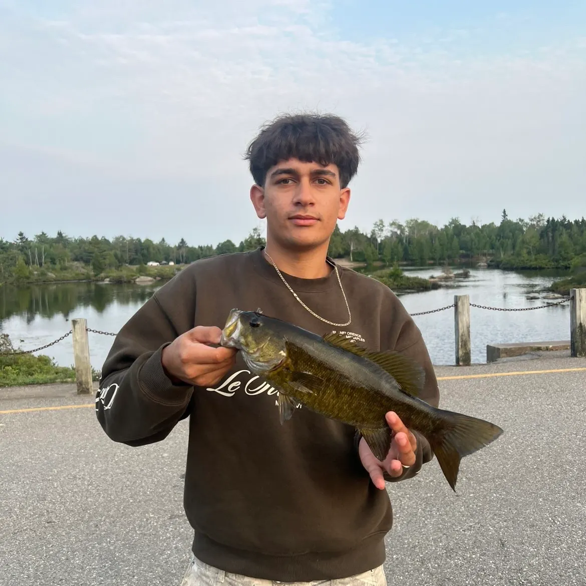 Smallmouth bass caught on Fishbrain