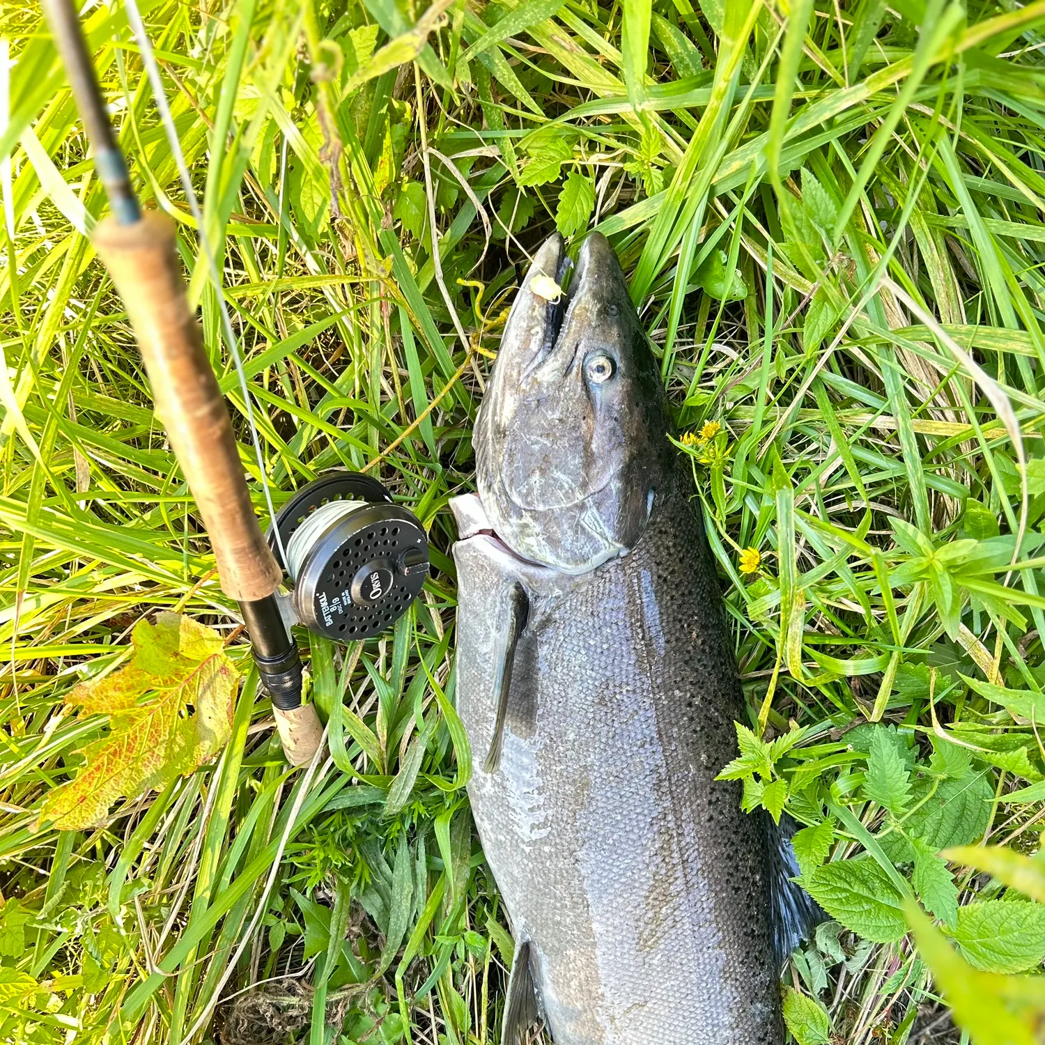 Chinook salmon caught on Fishbrain