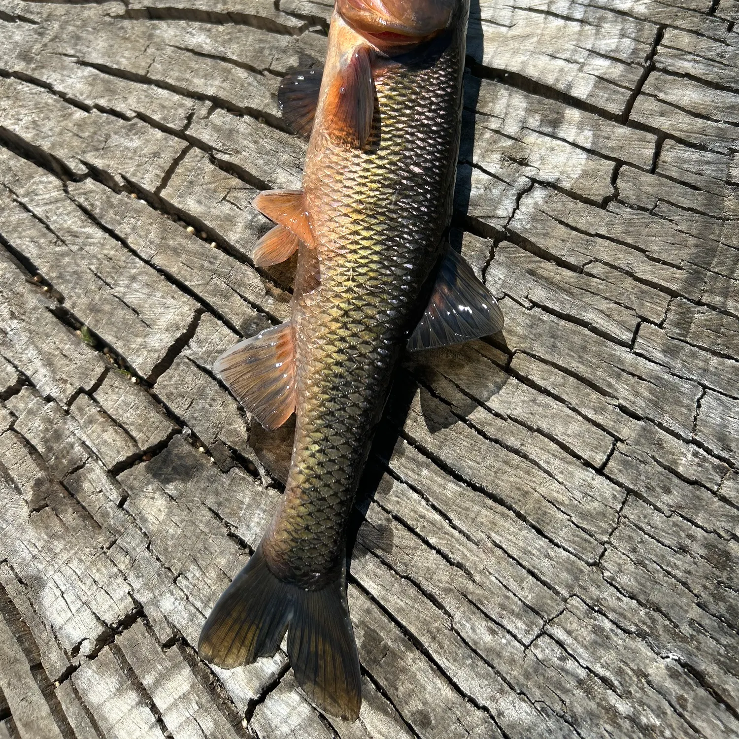 The most recent Hornyhead chub catches on Fishbrain