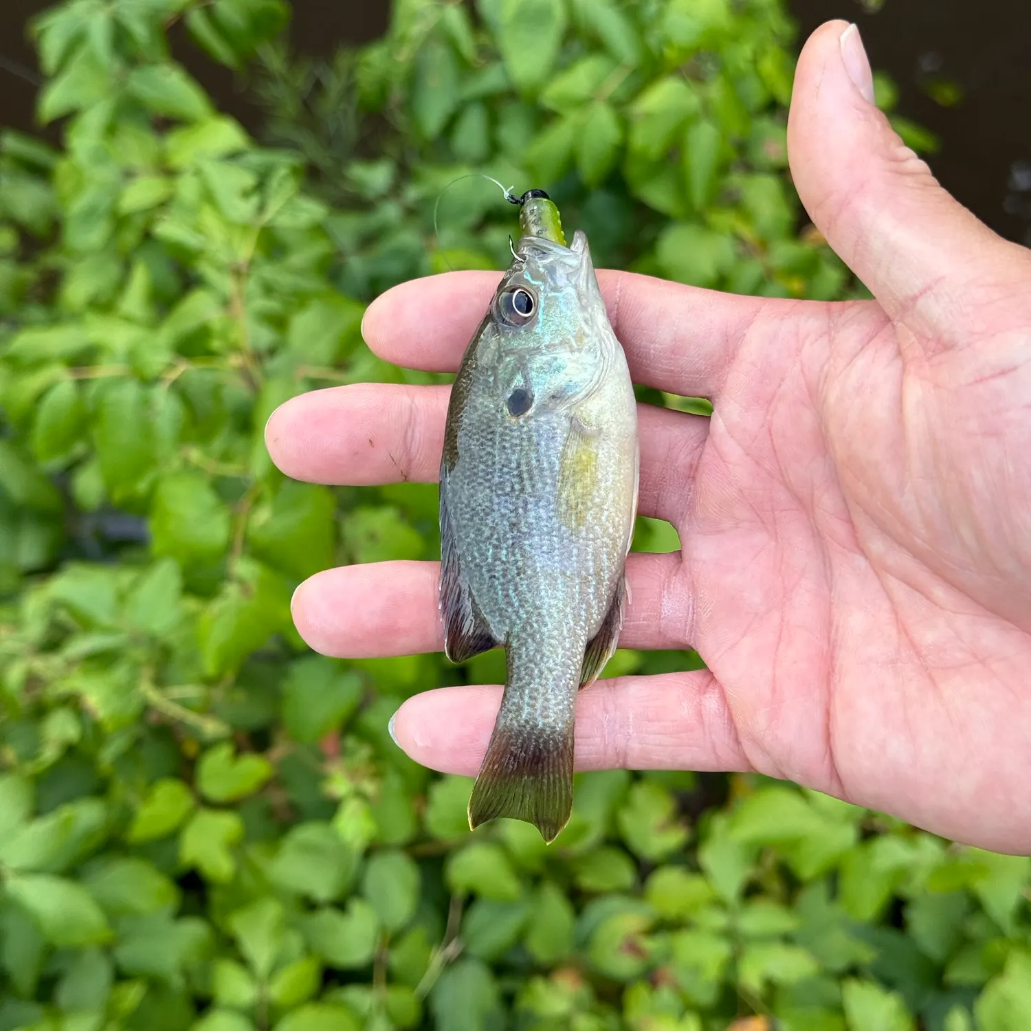 Green sunfish caught on Fishbrain