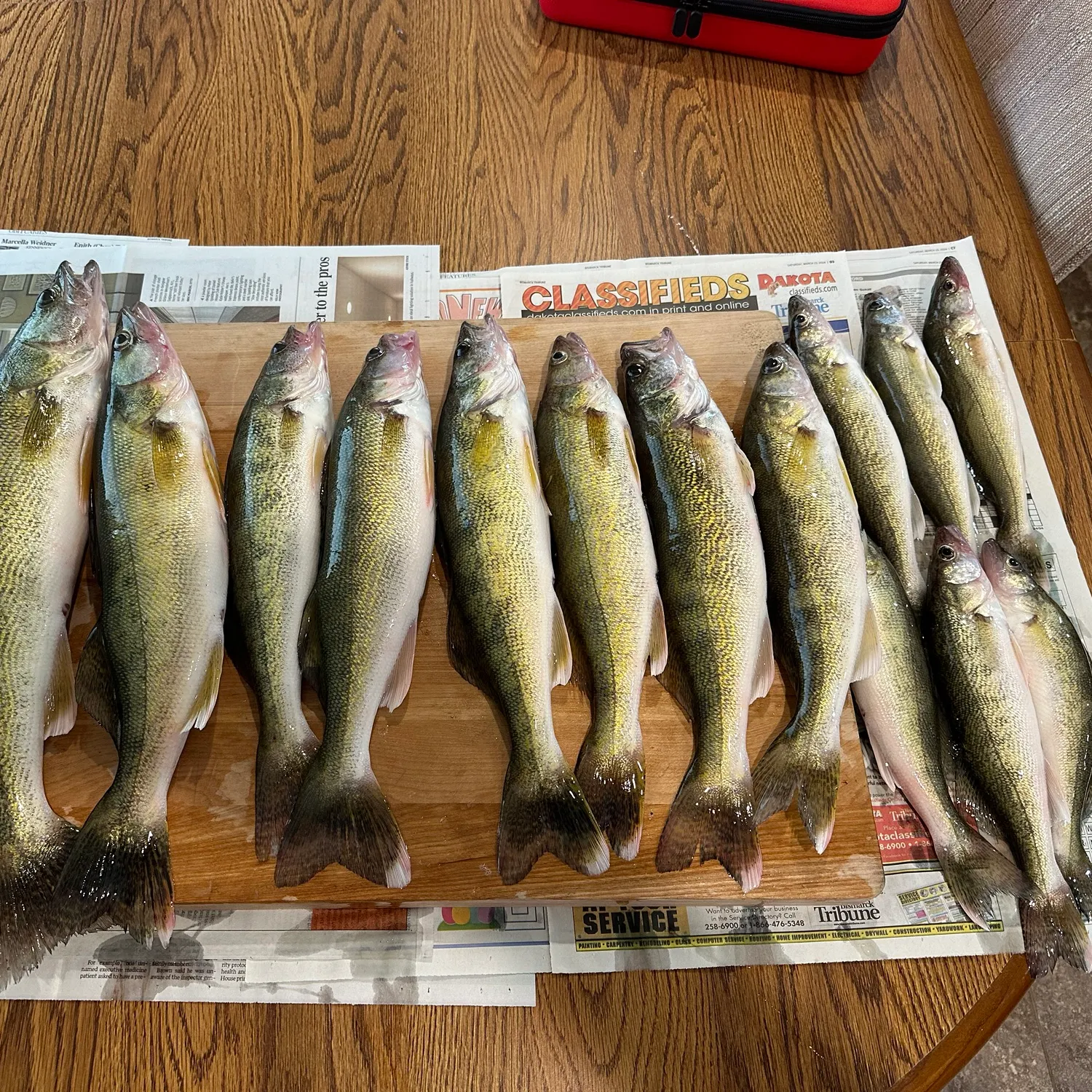 recently logged catches