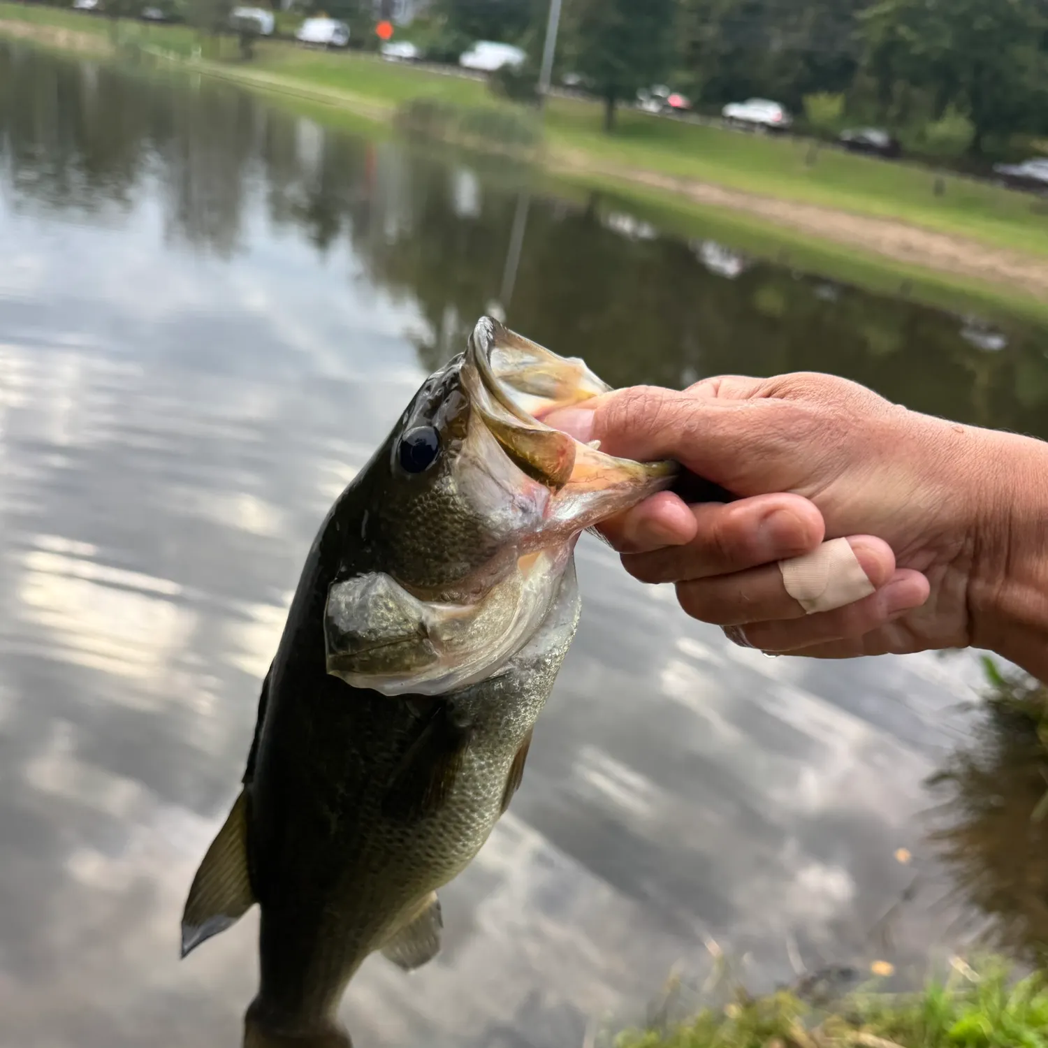 Largemouth bass caught on Fishbrain