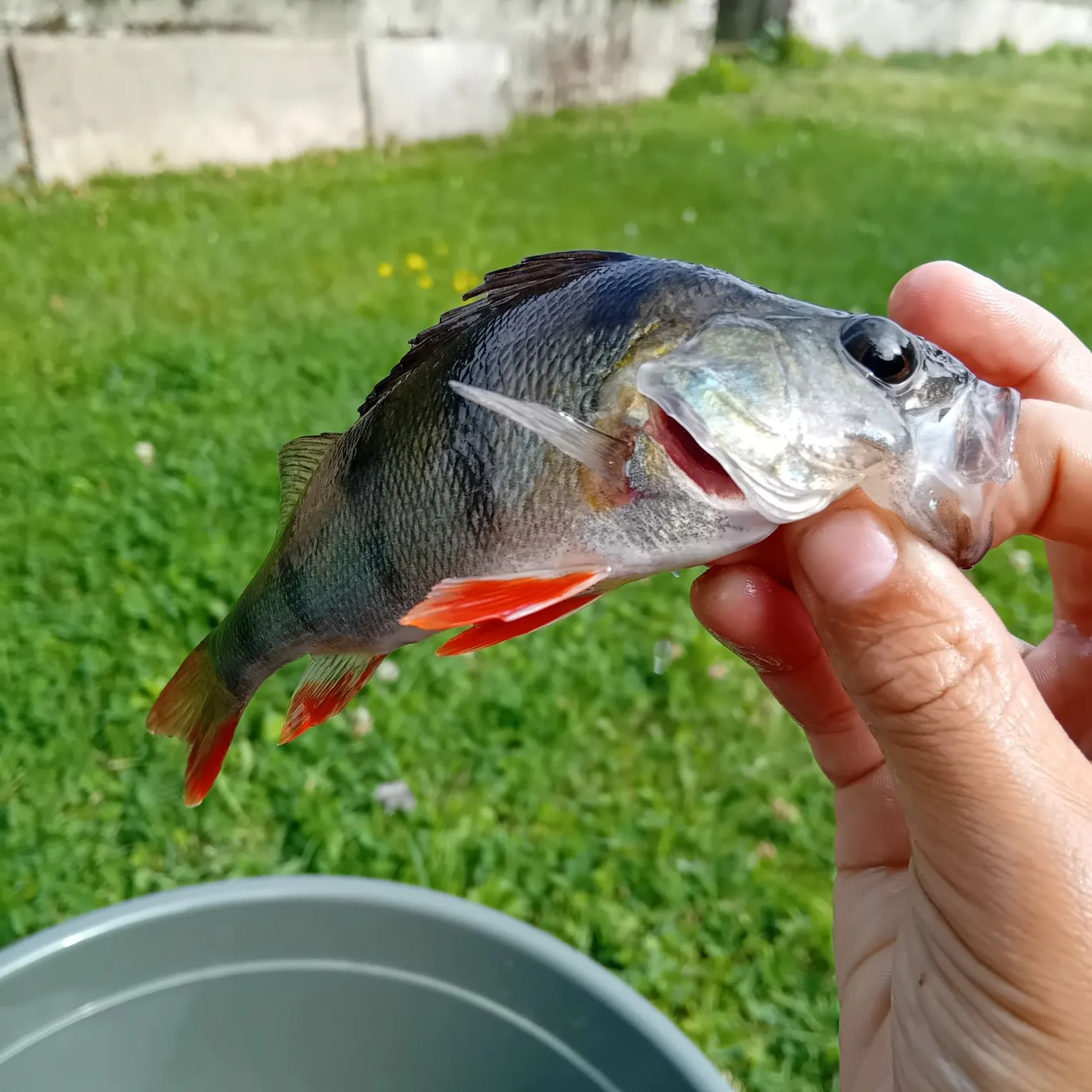 European perch caught on Fishbrain