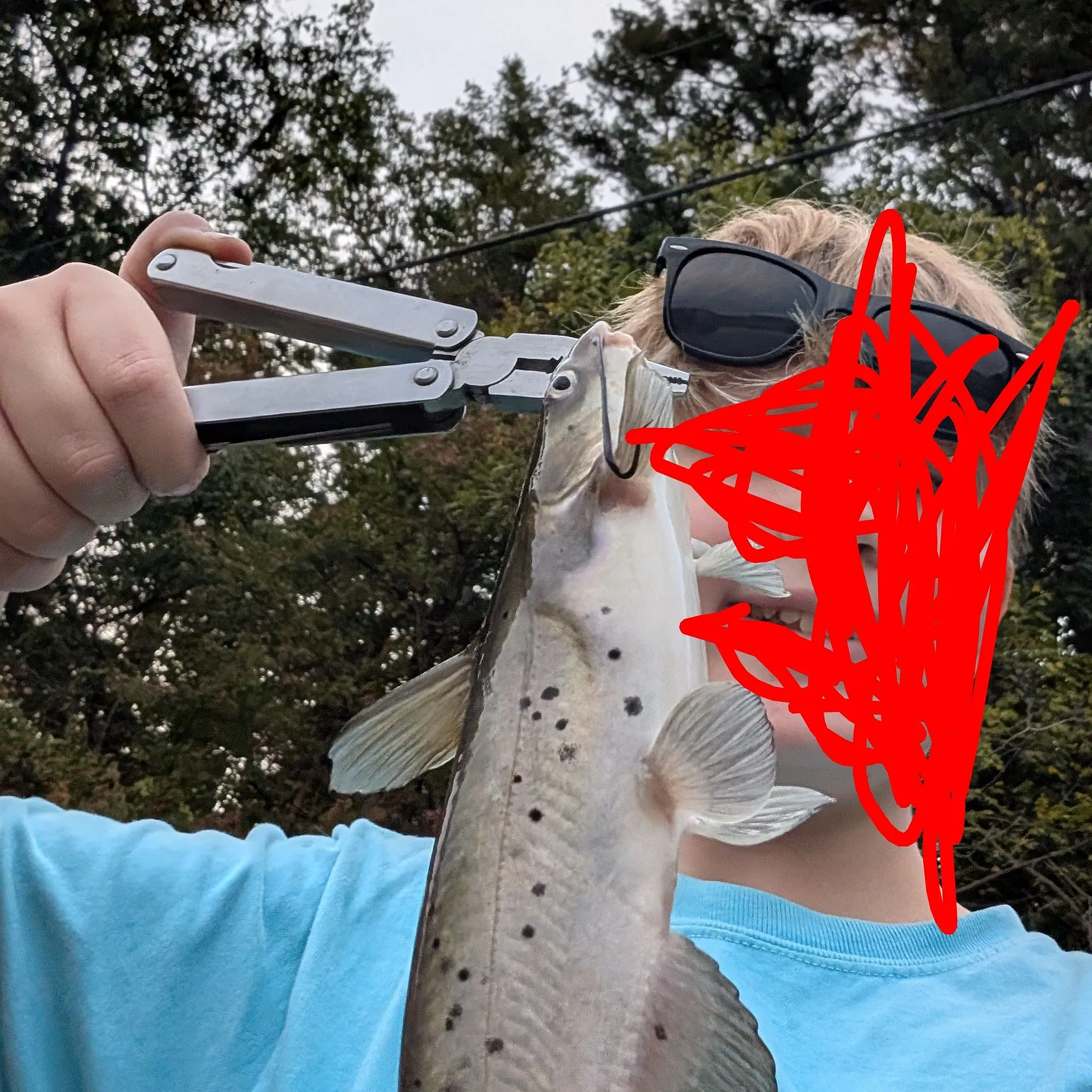Channel catfish caught on Fishbrain