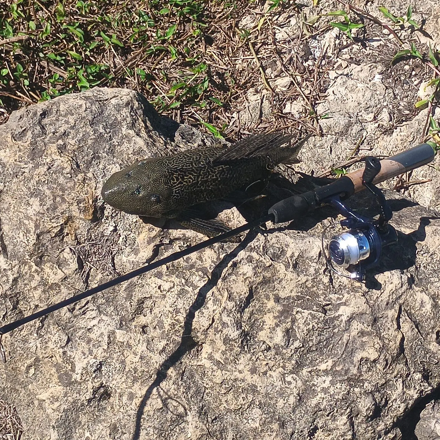 The most recent Suckermouth catfish catches on Fishbrain