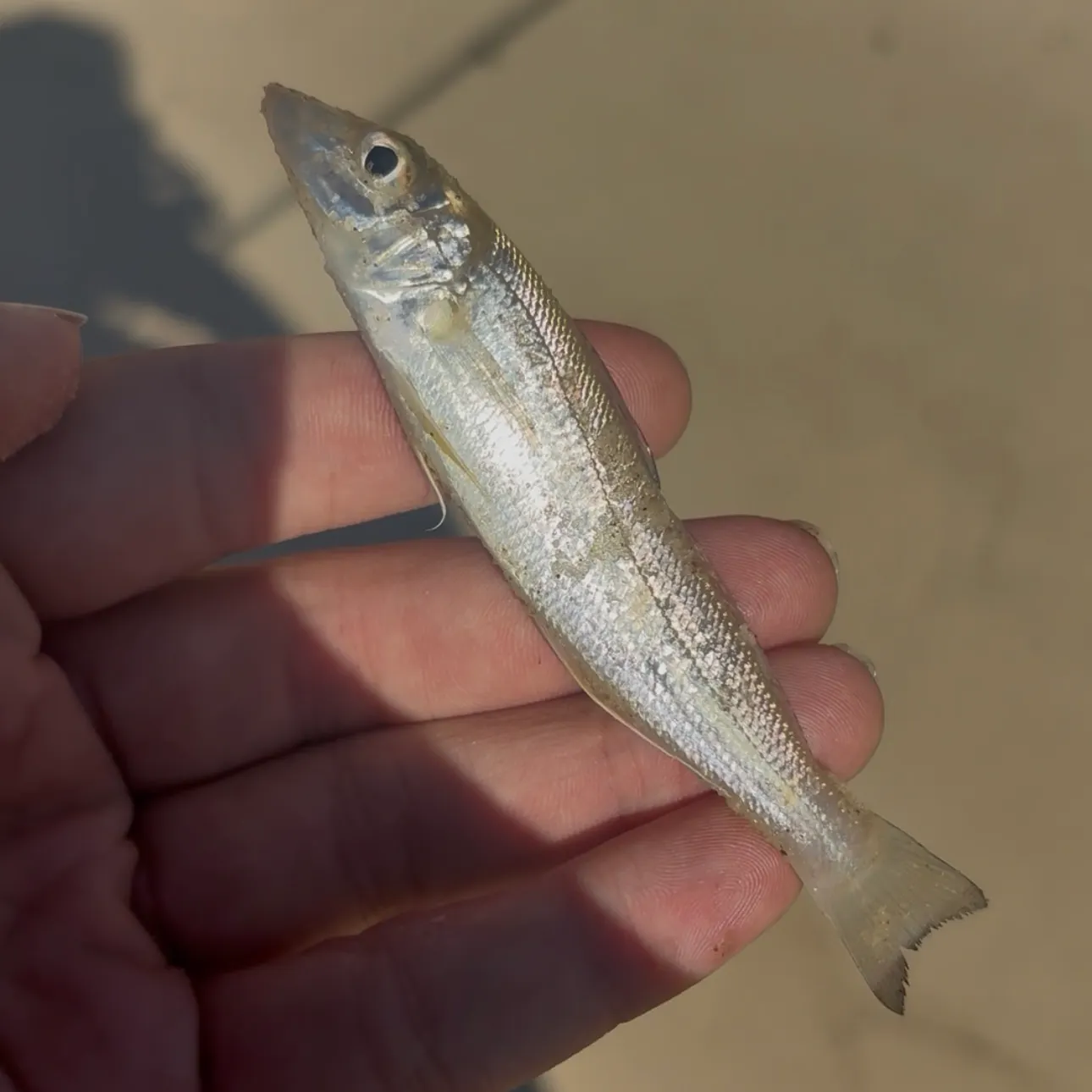 Sand sillago caught on Fishbrain