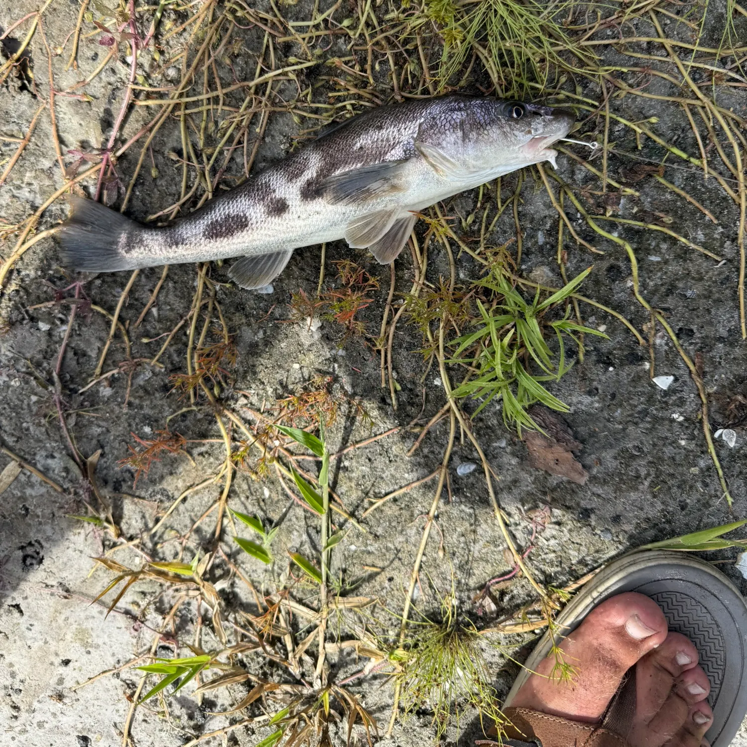 Southern kingcroaker caught on Fishbrain