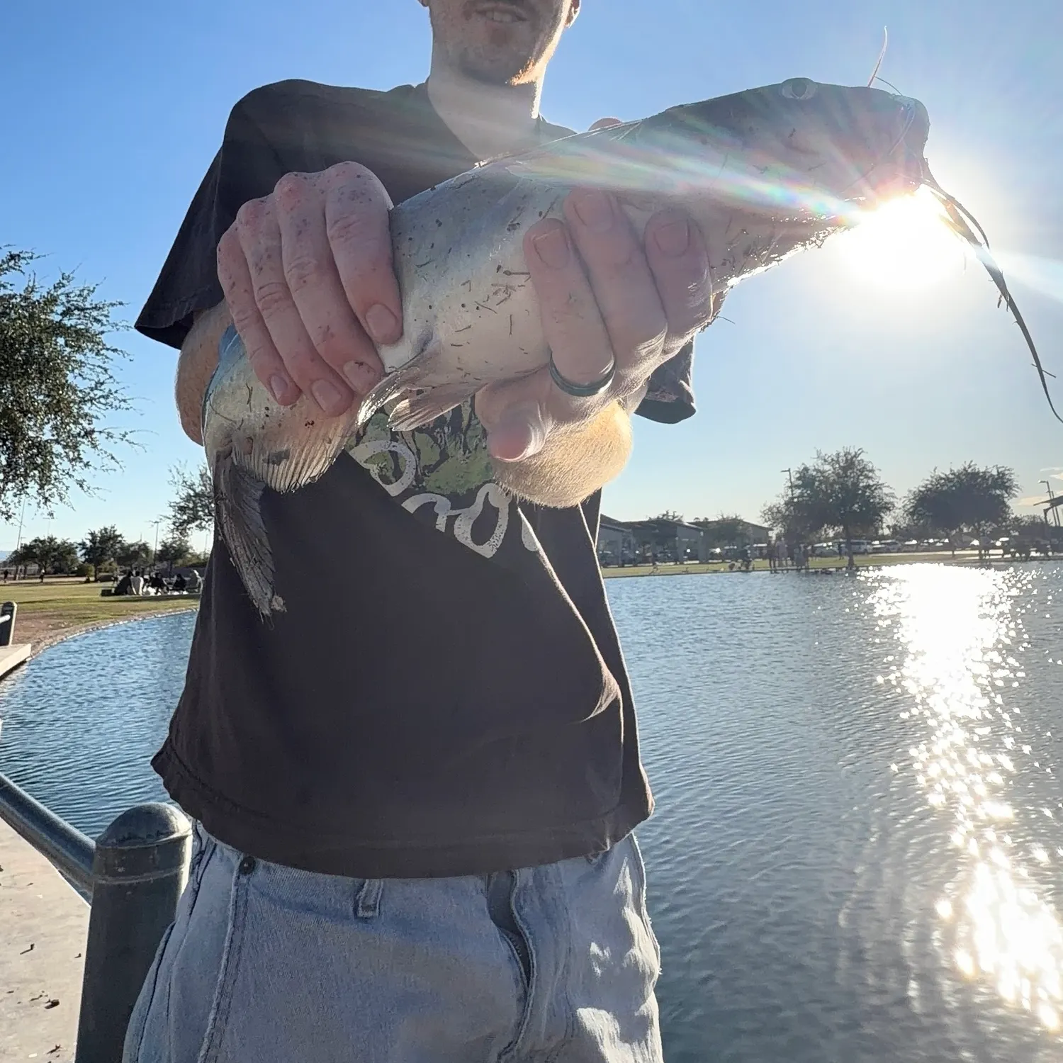 Channel catfish caught on Fishbrain