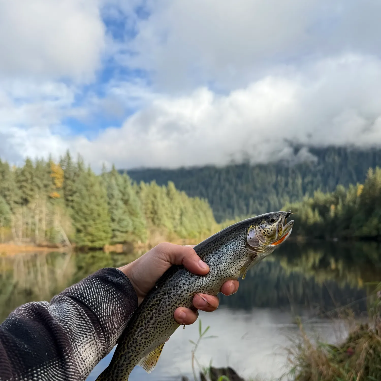 Coastal cutthroat trout caught on Fishbrain