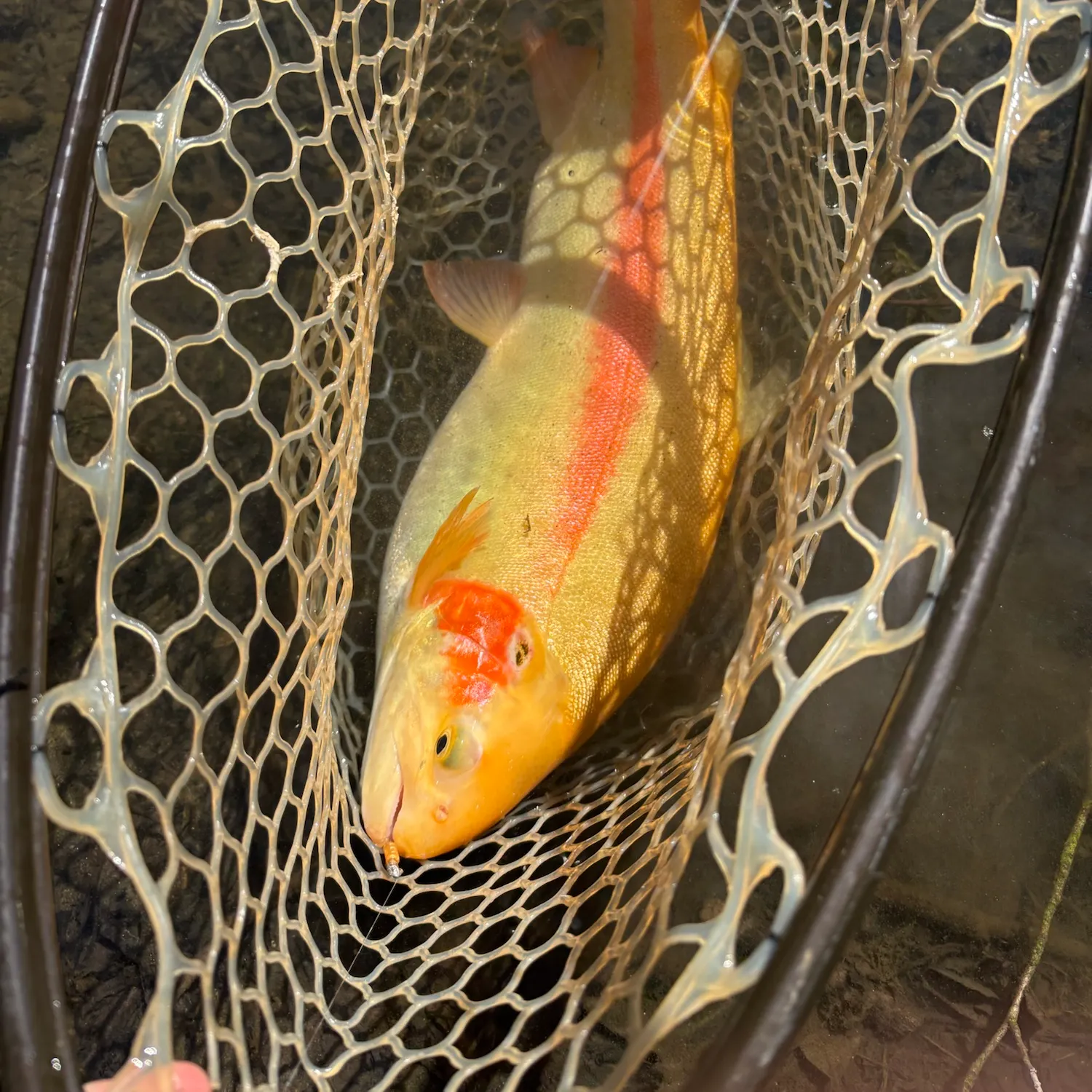 The most recent Golden rainbow trout catches on Fishbrain
