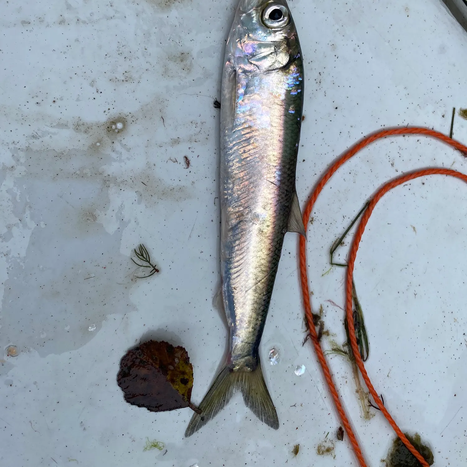 Atlantic herring caught on Fishbrain