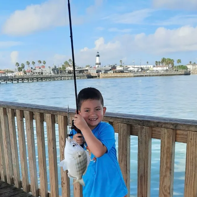 The most recent Sheepshead catches on Fishbrain