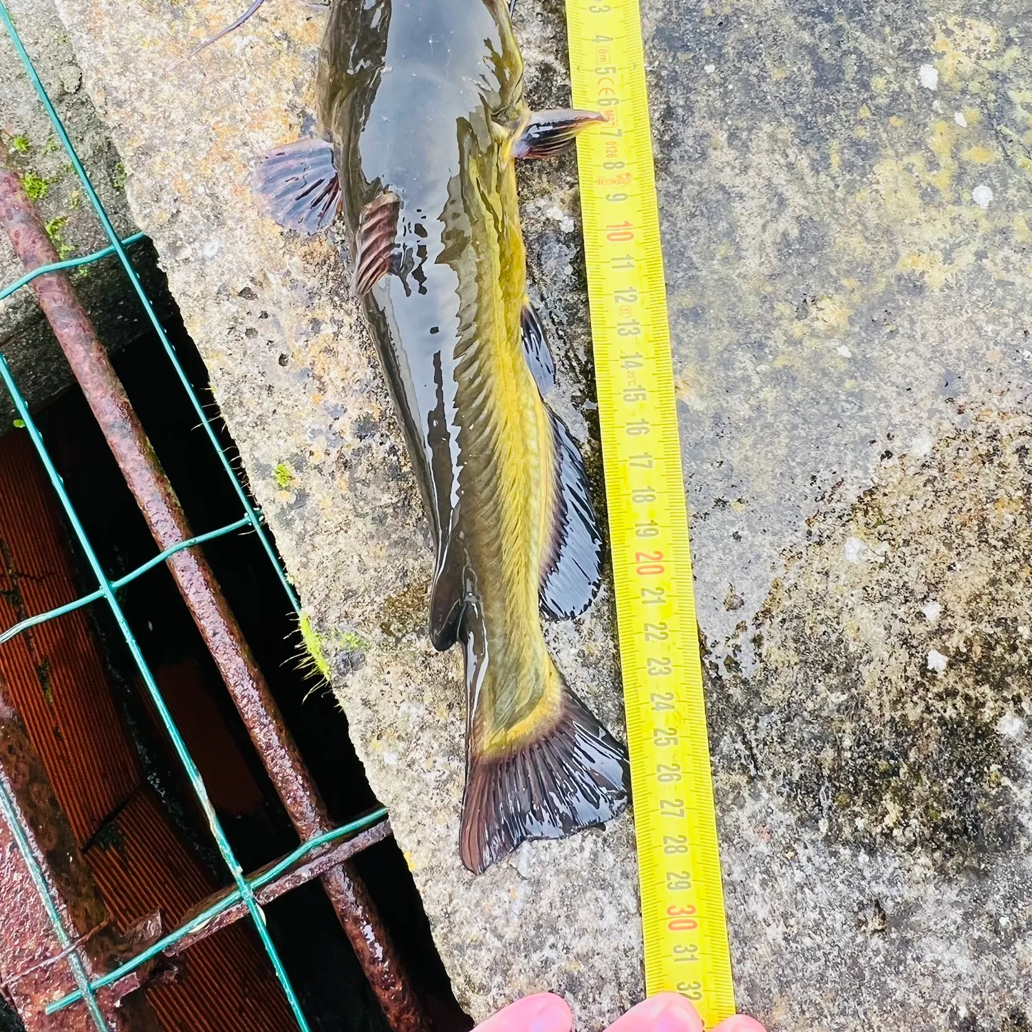catch