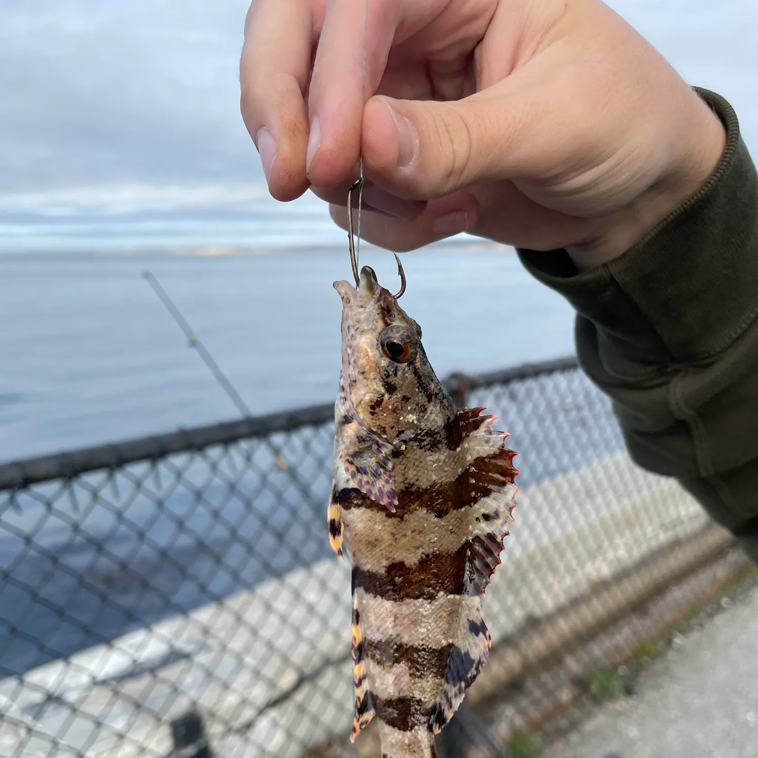 The most popular recent Painted greenling catch on Fishbrain