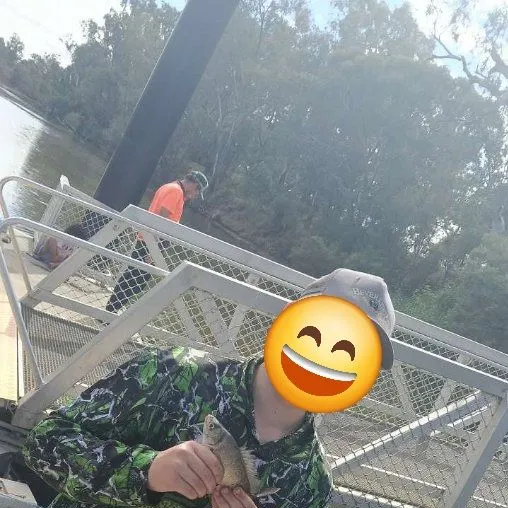 The most recent Bidyan perch catches on Fishbrain