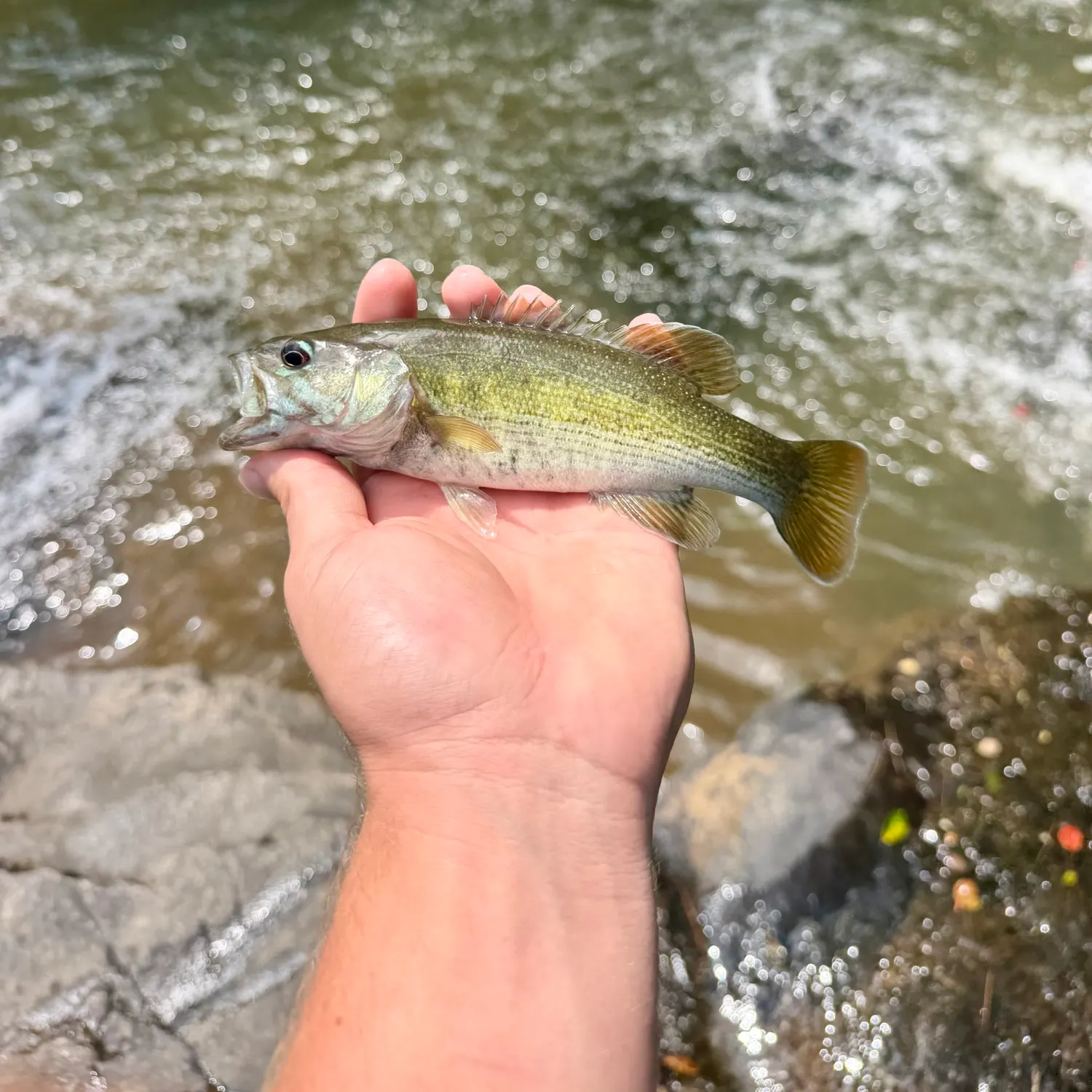 The most recent Redeye bass catches on Fishbrain