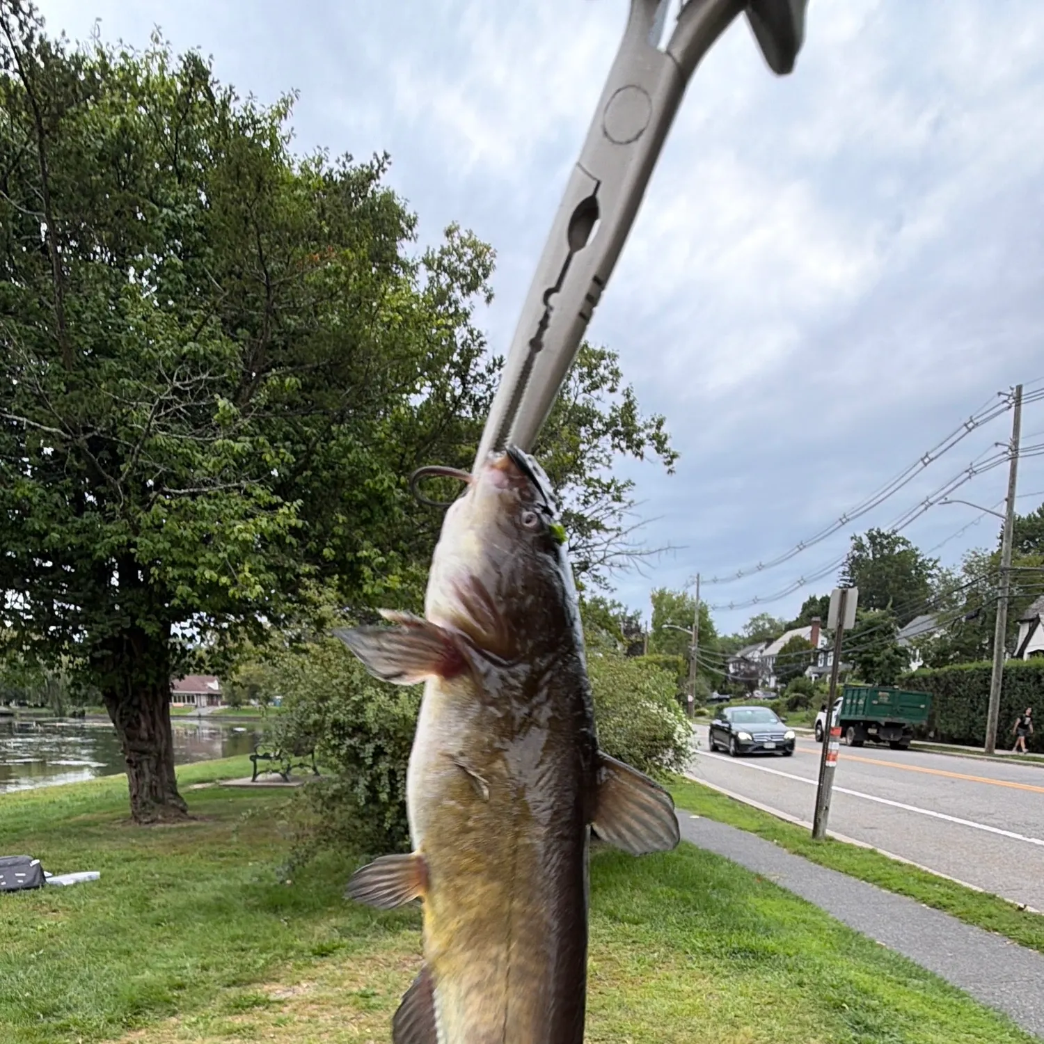 Black bullhead caught on Fishbrain