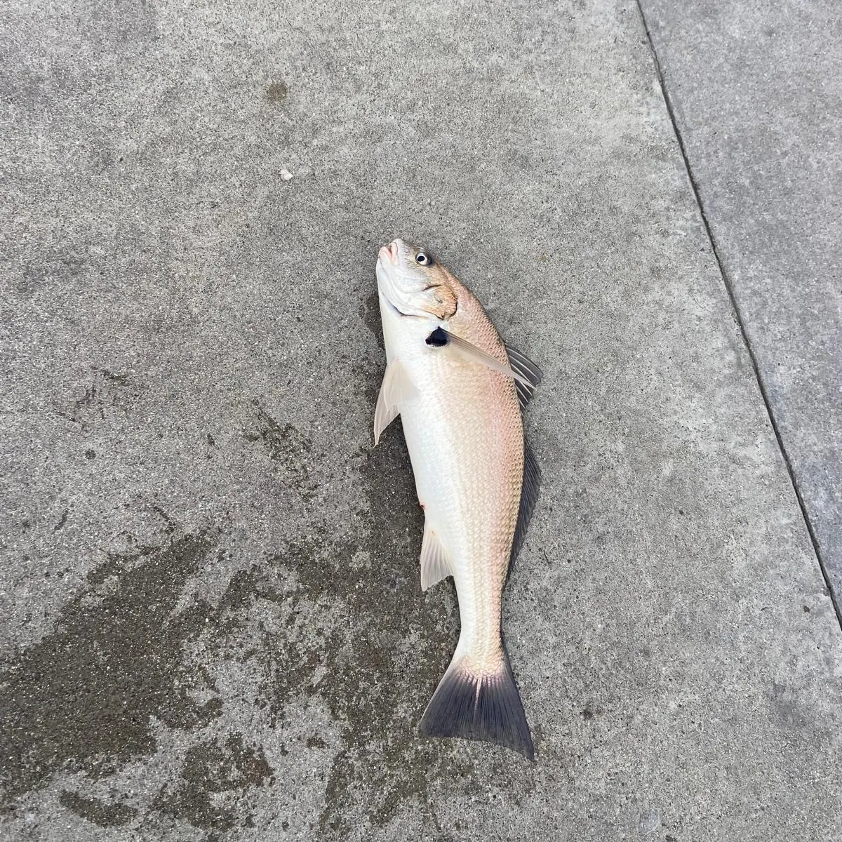 The most recent Spotfin croaker catches on Fishbrain