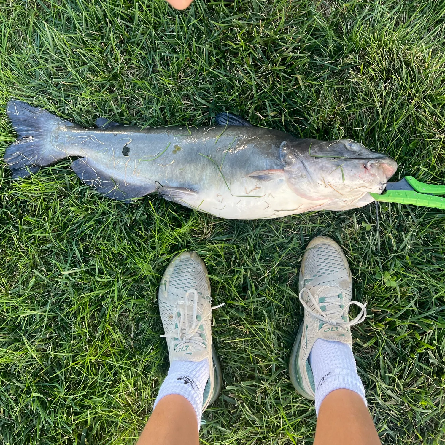 The most recent White bullhead catches on Fishbrain