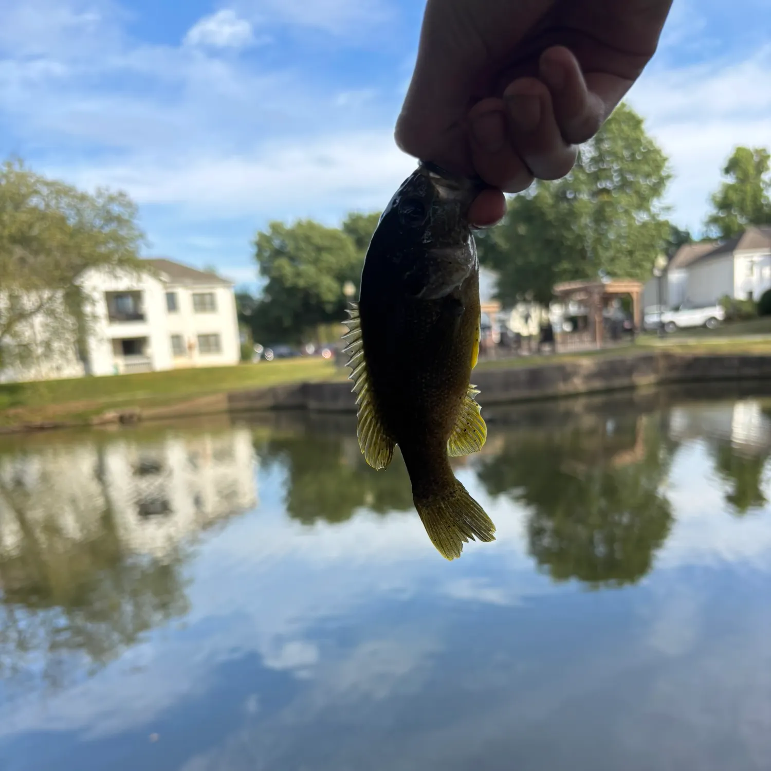 Green sunfish caught on Fishbrain