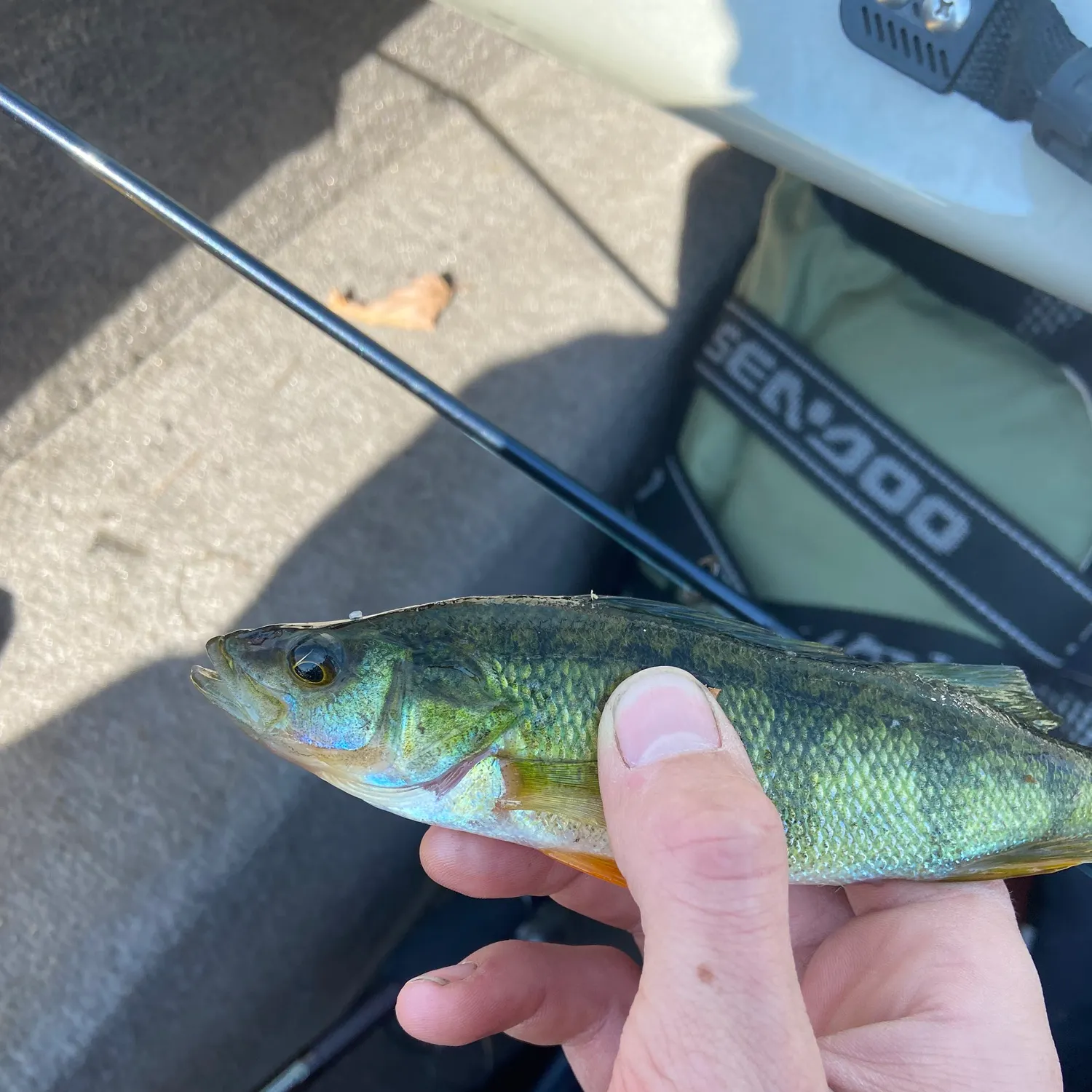 Yellow perch caught on Fishbrain