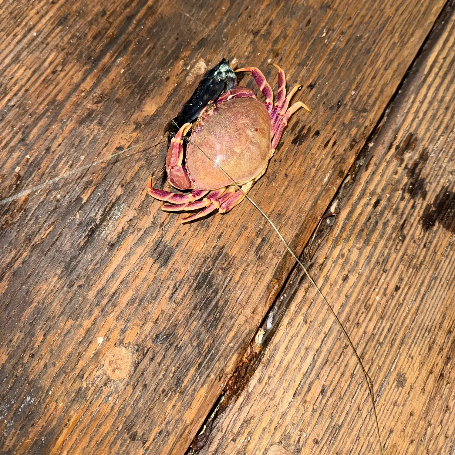 The most recent Graceful rock crab catches on Fishbrain
