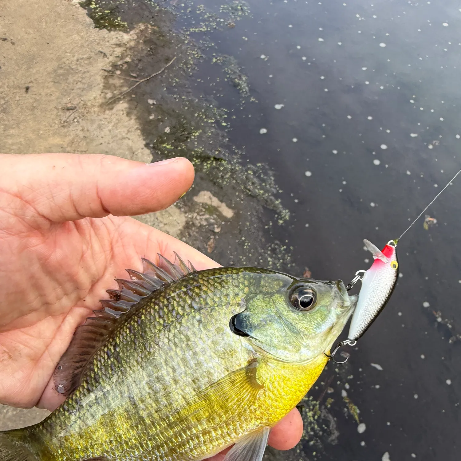 Bluegill caught on Fishbrain
