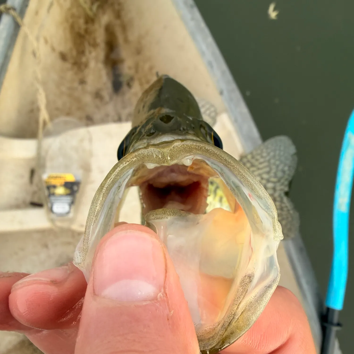 White crappie caught on Fishbrain