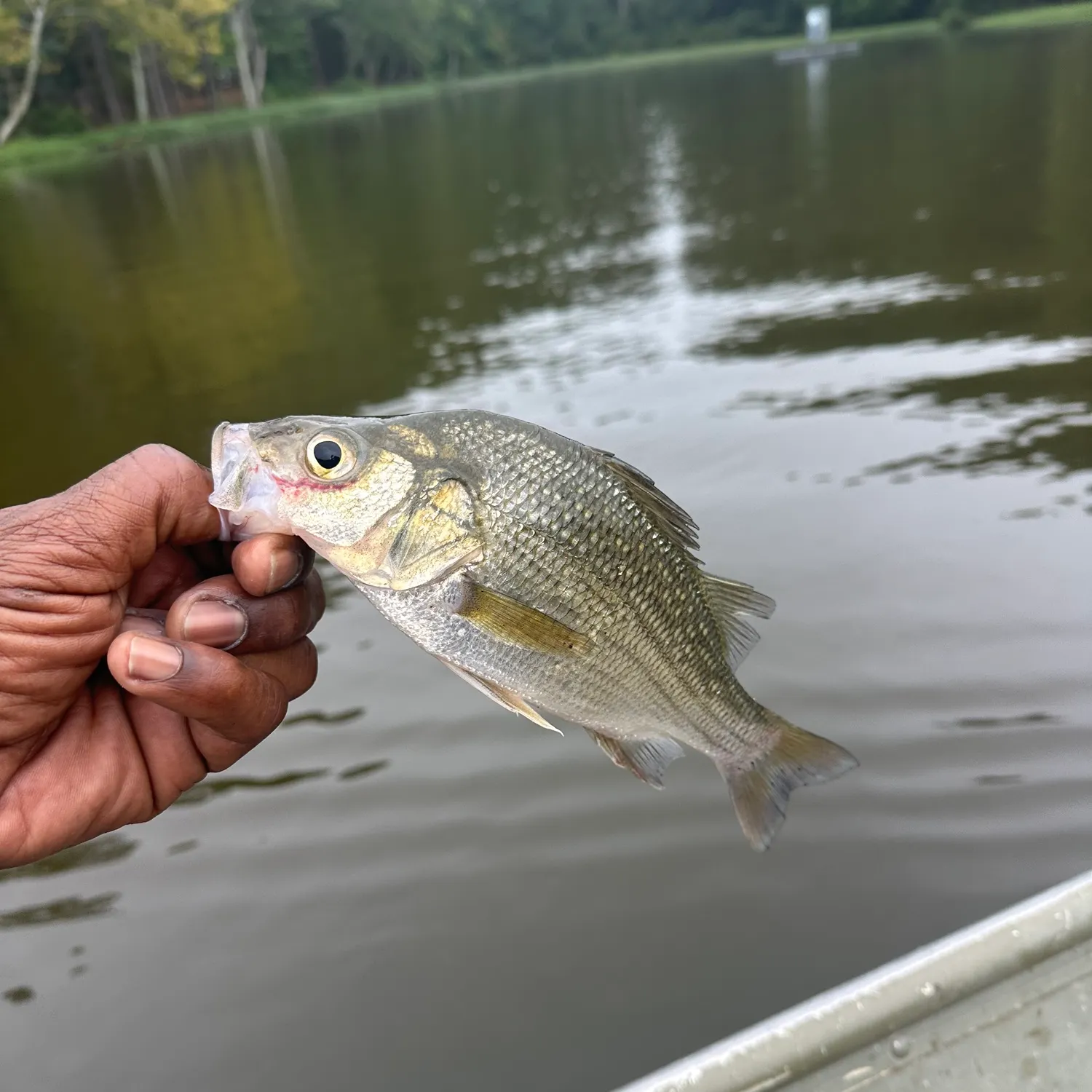 White perch caught on Fishbrain