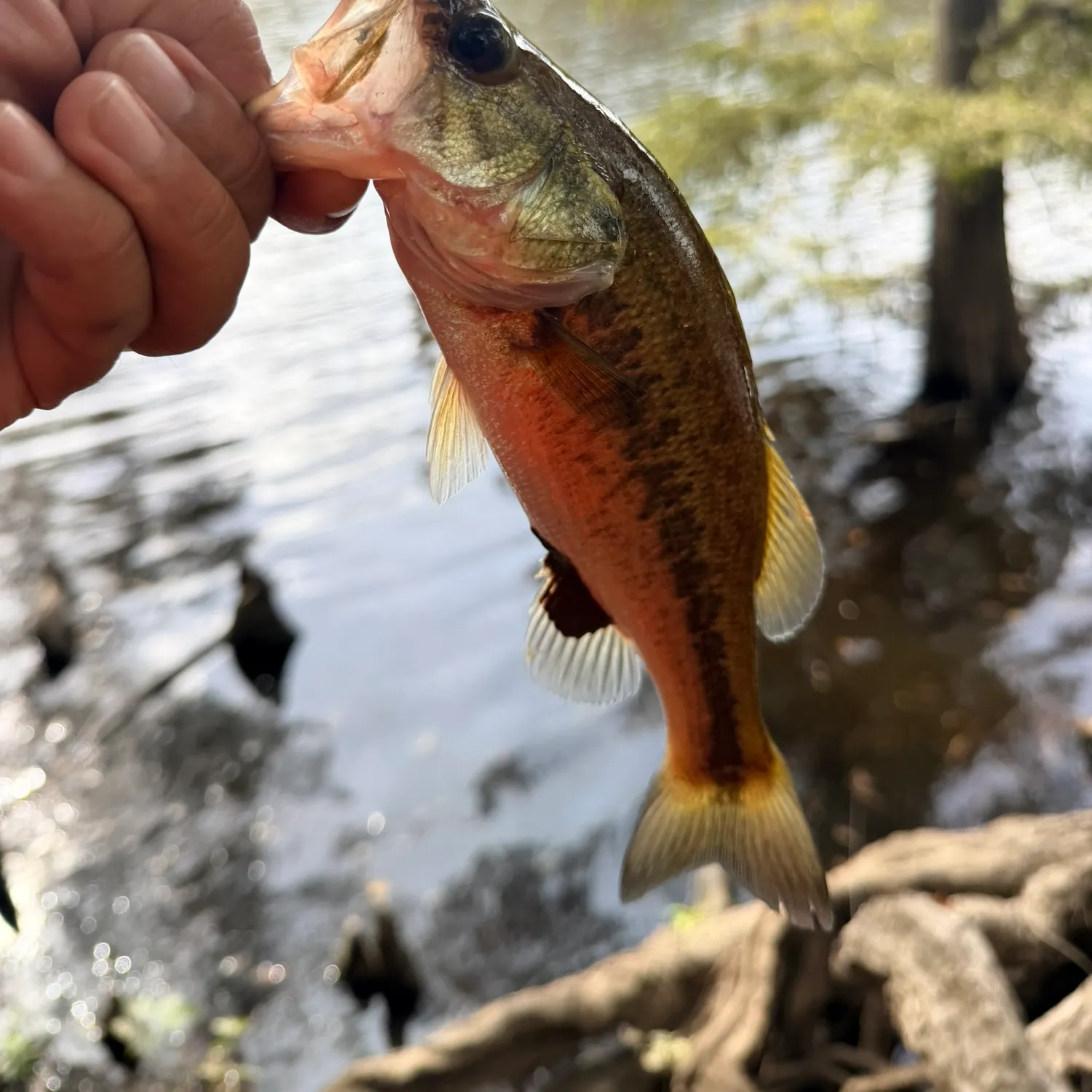 Largemouth bass caught on Fishbrain