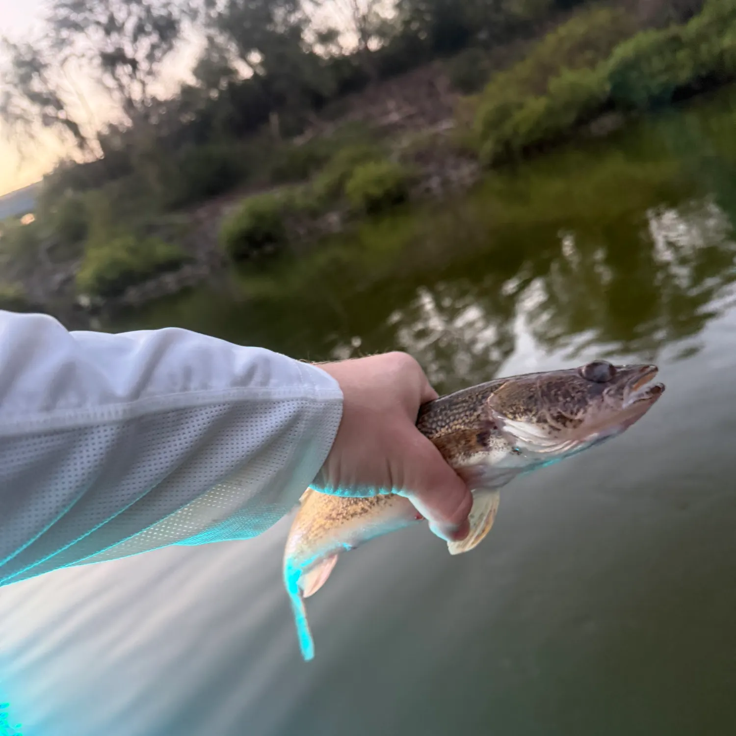 Sauger caught on Fishbrain