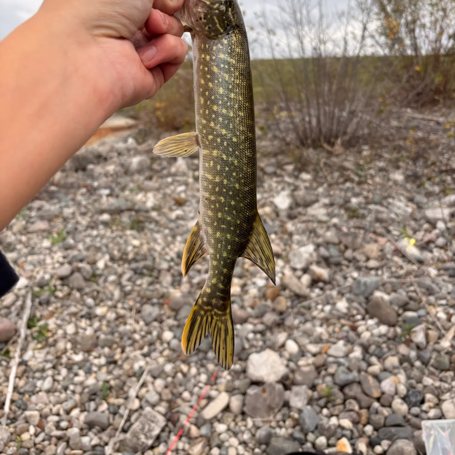 Northern pike caught on Fishbrain